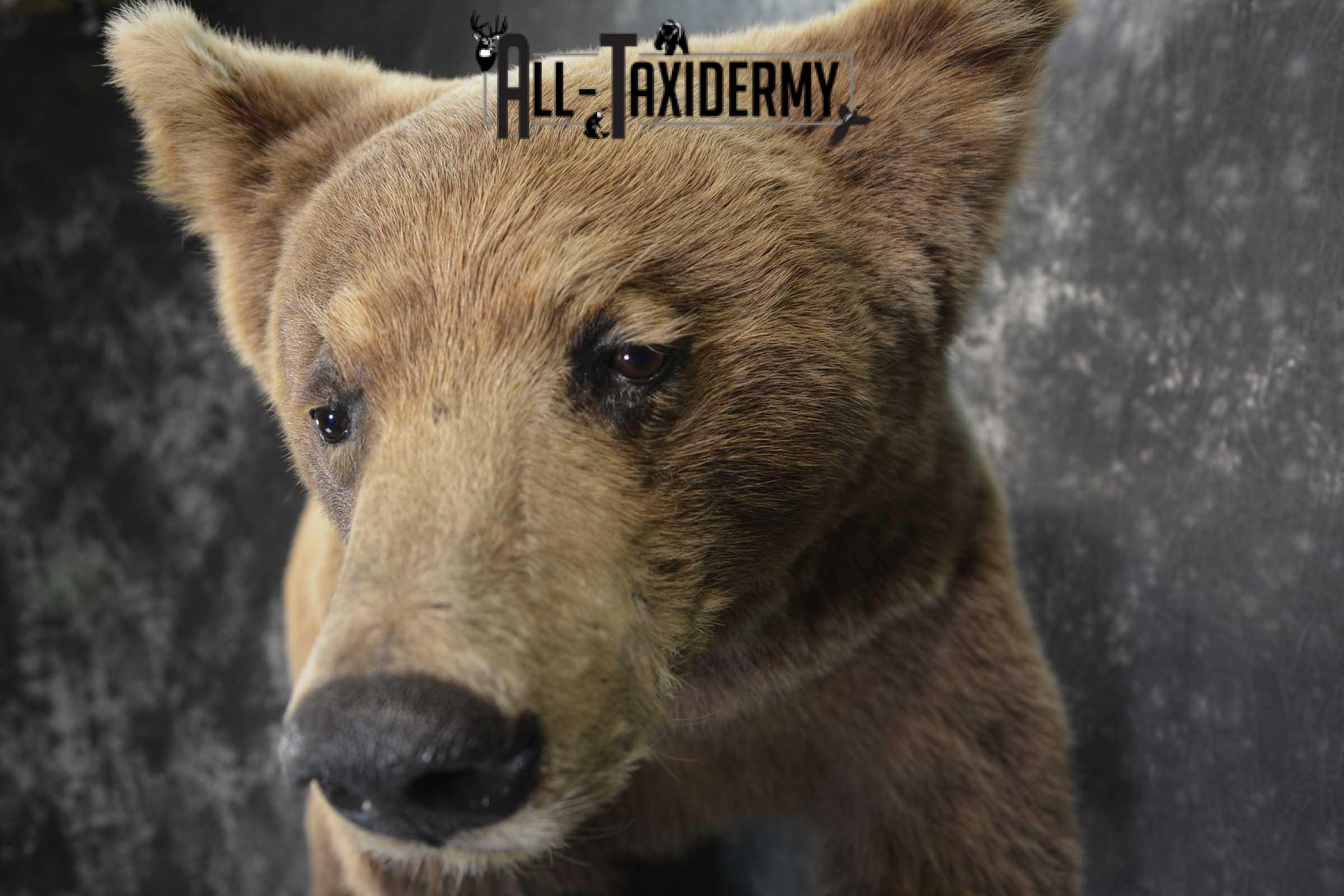 Cinnamon Black Bear Taxidermy Mount for Sale SKU 1295 - Image 3