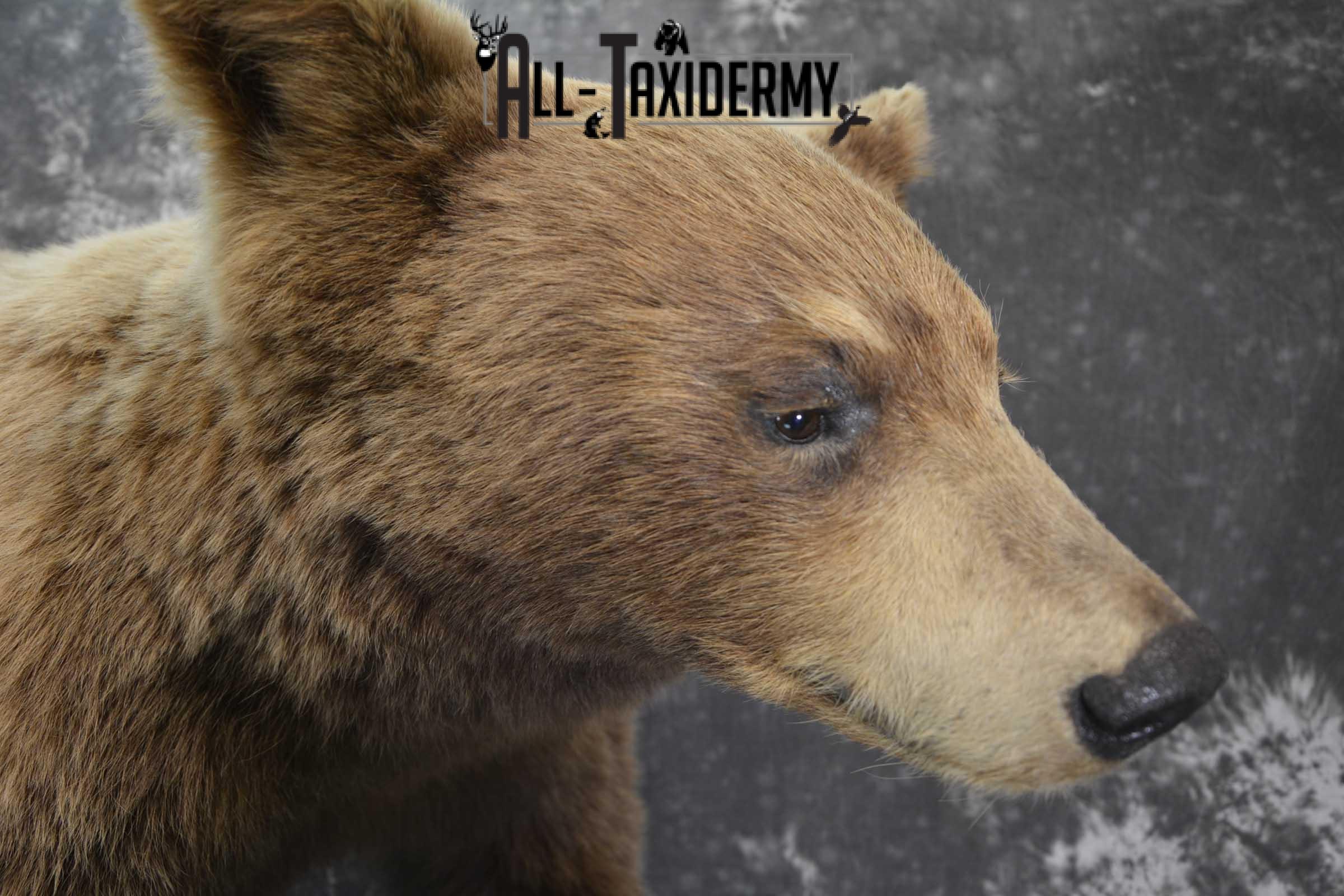 Cinnamon Black Bear Taxidermy Mount for Sale SKU 1295 - Image 2