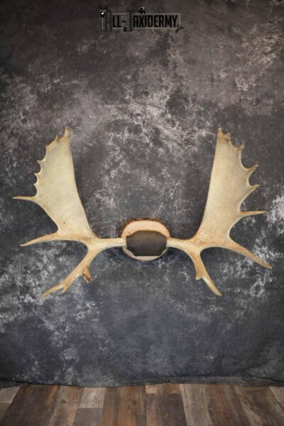 Moose Antler Taxidermy Plaque for Sale SKU 1273