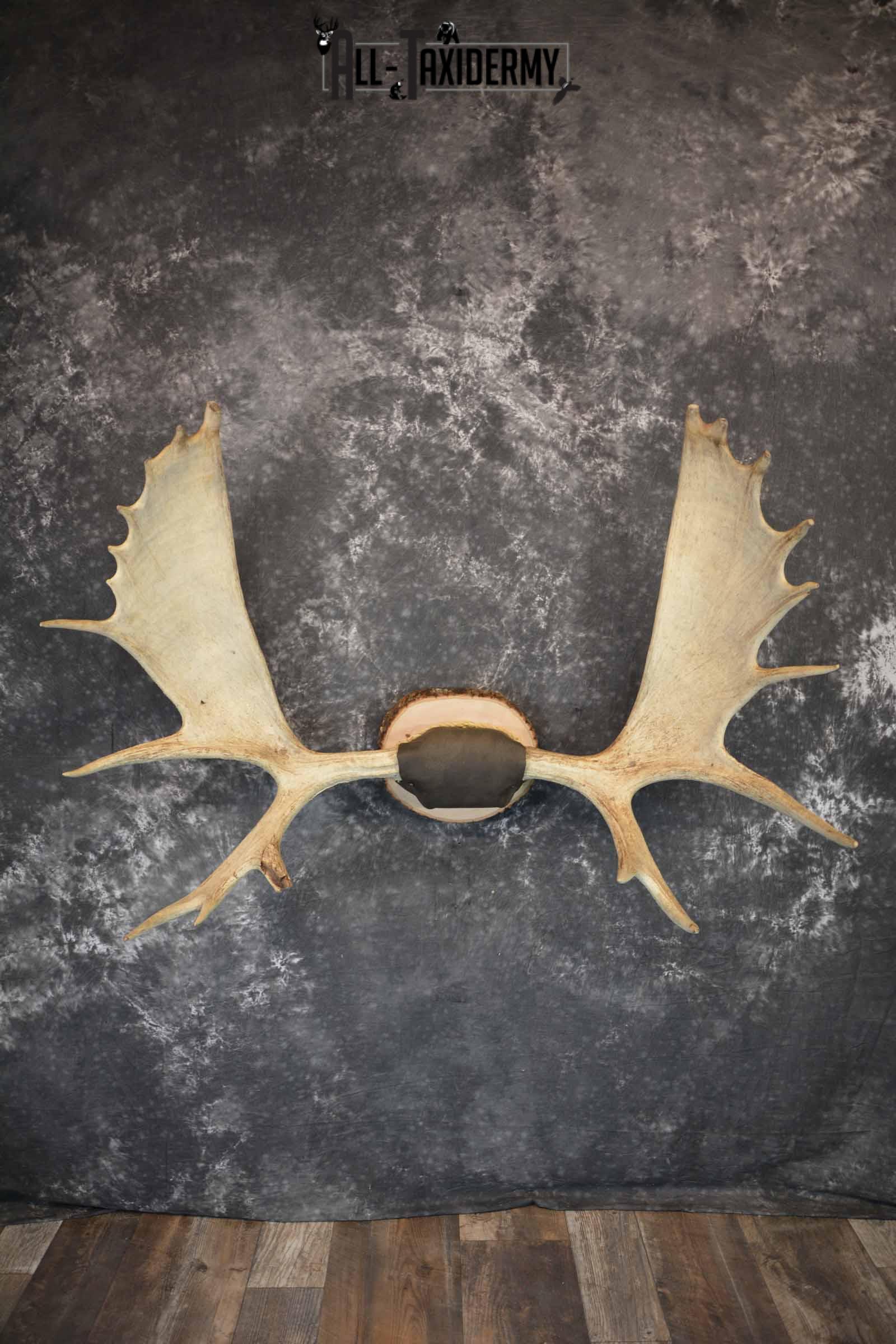 Moose Antler Taxidermy Plaque for Sale SKU 1273