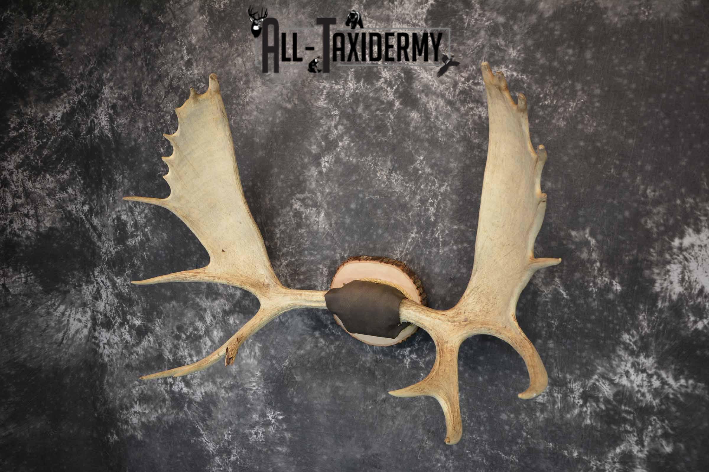 Moose Antler Taxidermy Plaque for Sale SKU 1273 - Image 2