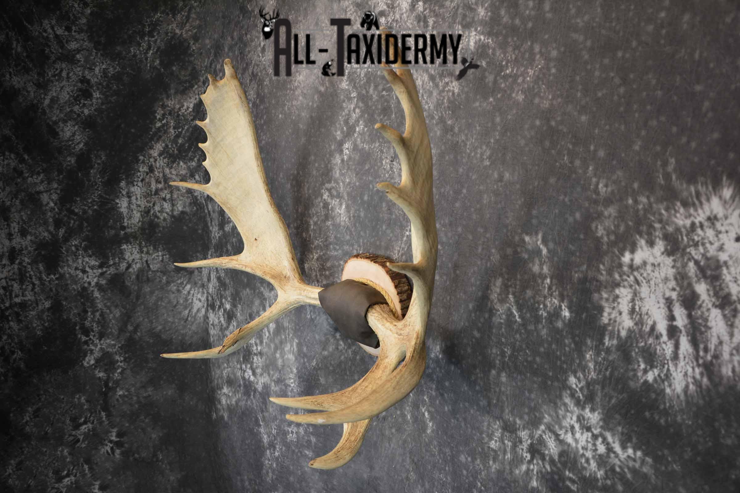 Moose Antler Taxidermy Plaque for Sale SKU 1273 - Image 3