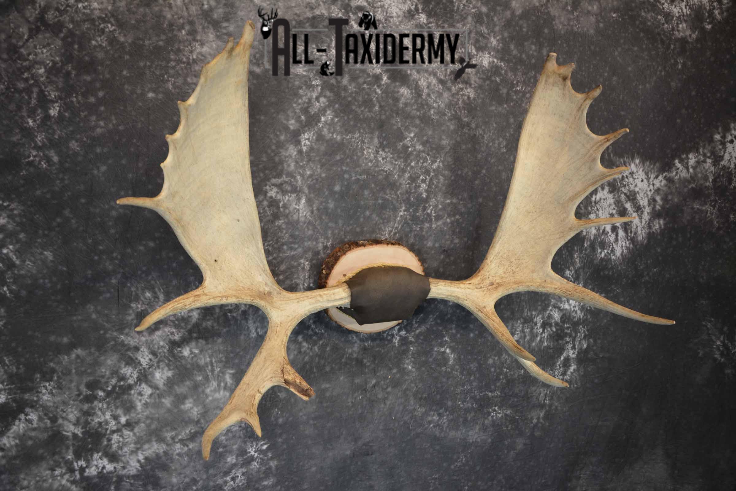 Moose Antler Taxidermy Plaque for Sale SKU 1273 - Image 4