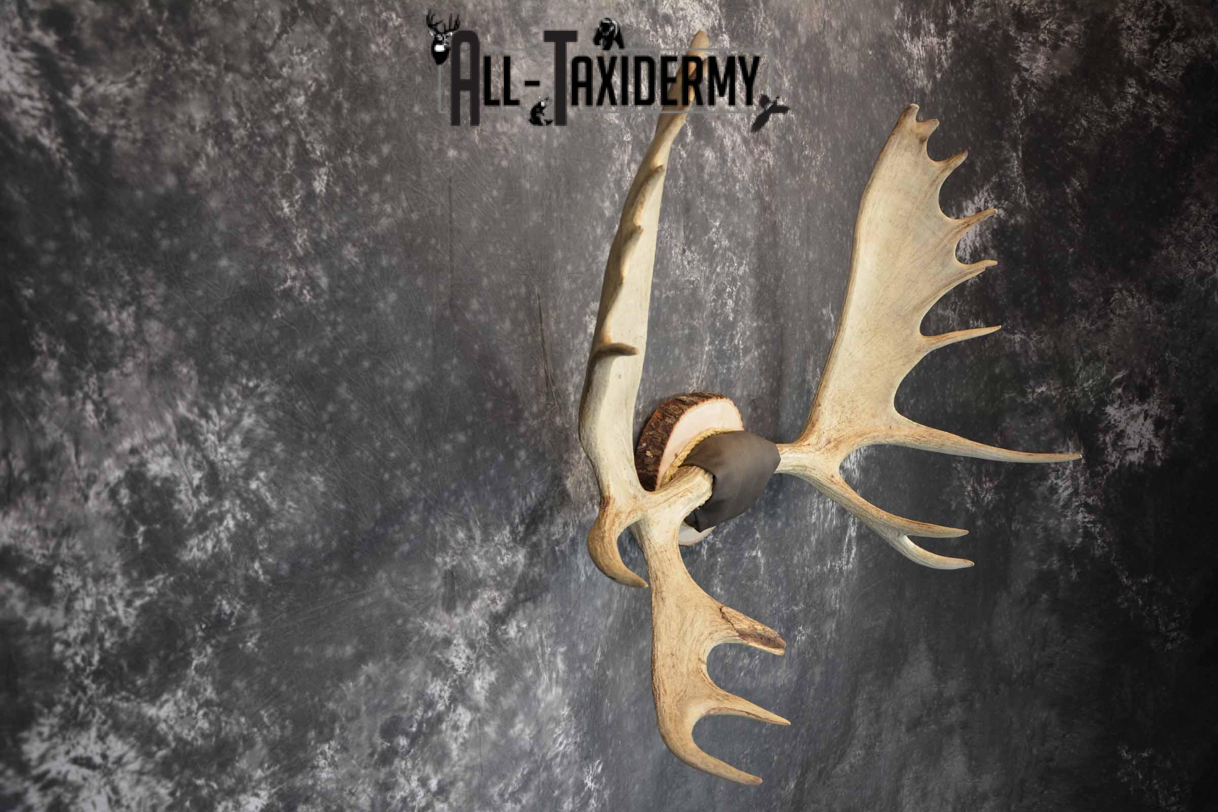 Moose Antler Taxidermy Plaque for Sale SKU 1273 - Image 5