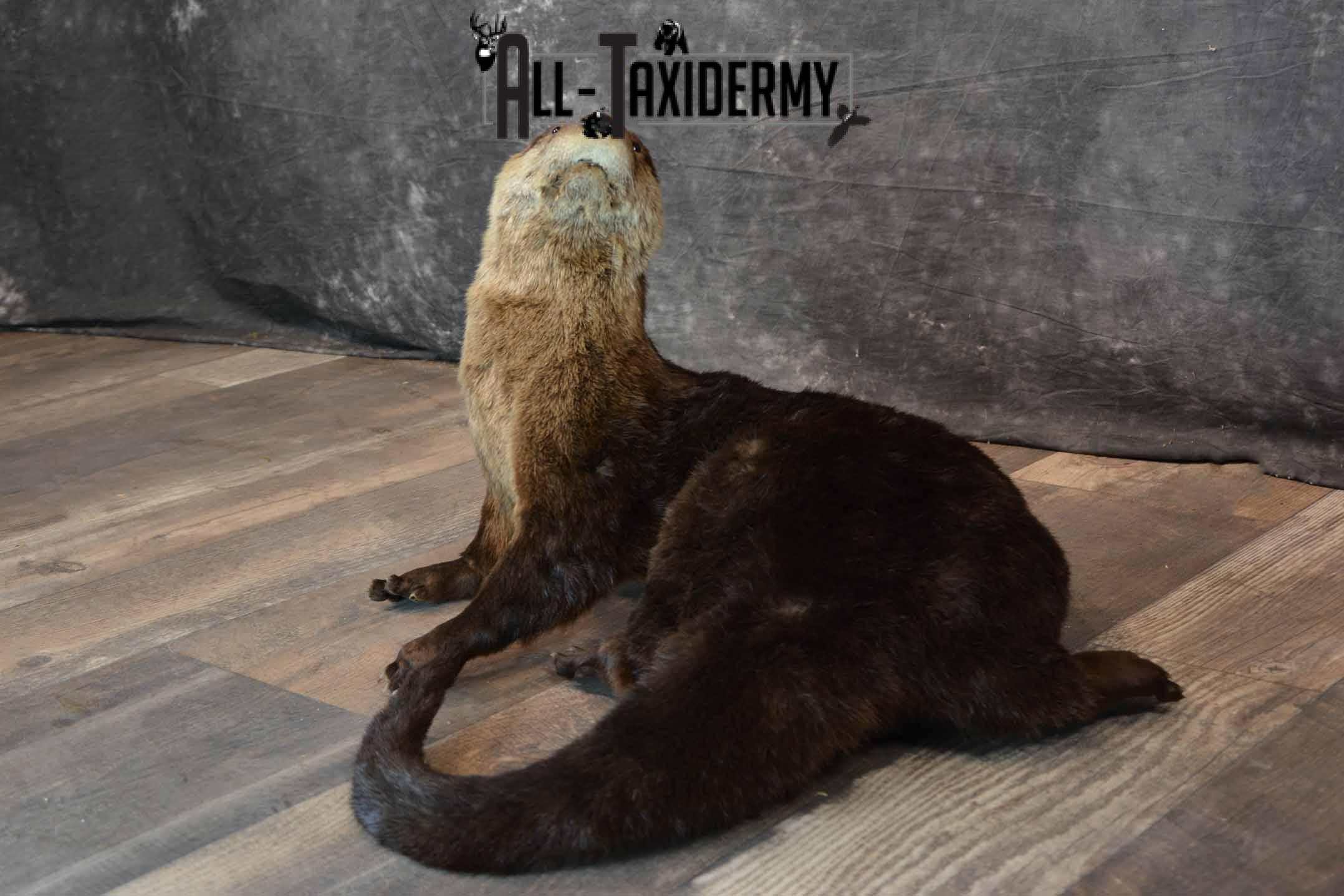 Otter Taxidermy Mount for Sale SKU 1298 - Image 2