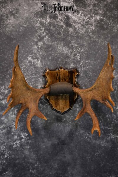 Moose Antlers