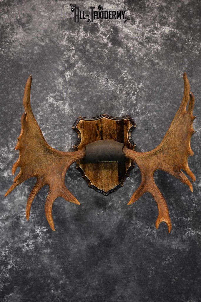 Moose Antlers