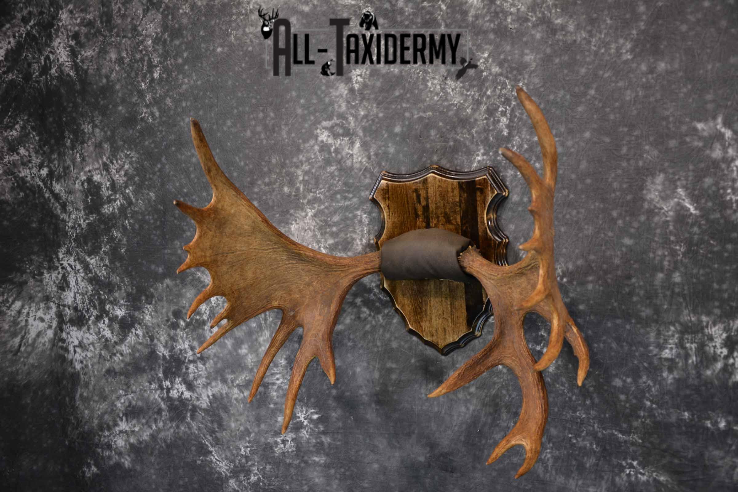 Moose Antler Taxidermy Plaque for Sale SKU 1274 - Image 2