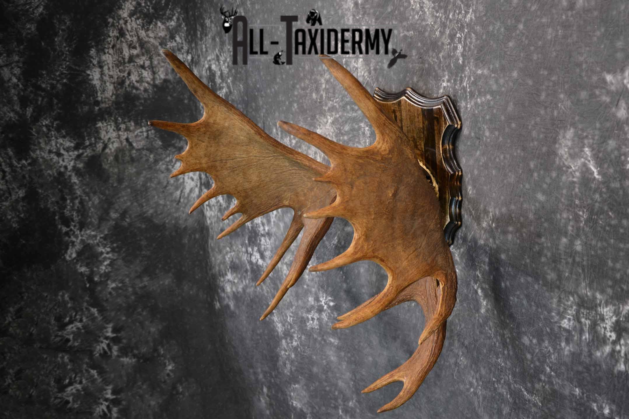 Moose Antler Taxidermy Plaque for Sale SKU 1274 - Image 3