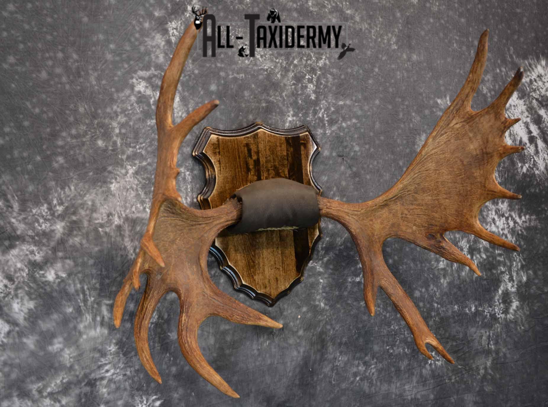 Moose Antler Taxidermy Plaque for Sale SKU 1274 - Image 4