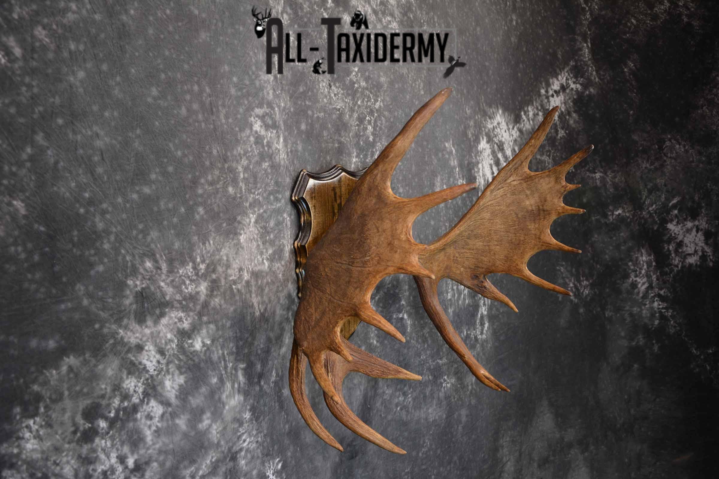 Moose Antler Taxidermy Plaque for Sale SKU 1274 - Image 5