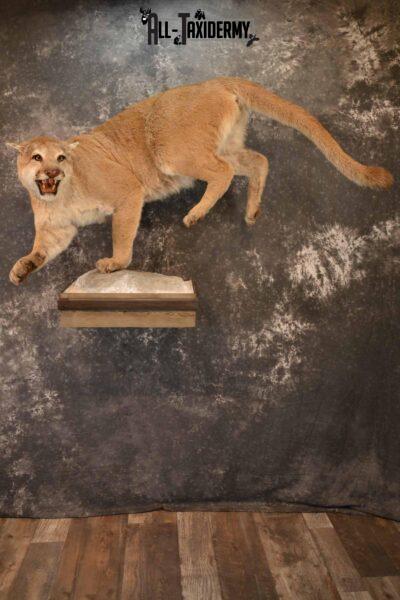 Mountain Lion Taxidermy Mount for Sale SKU 1265