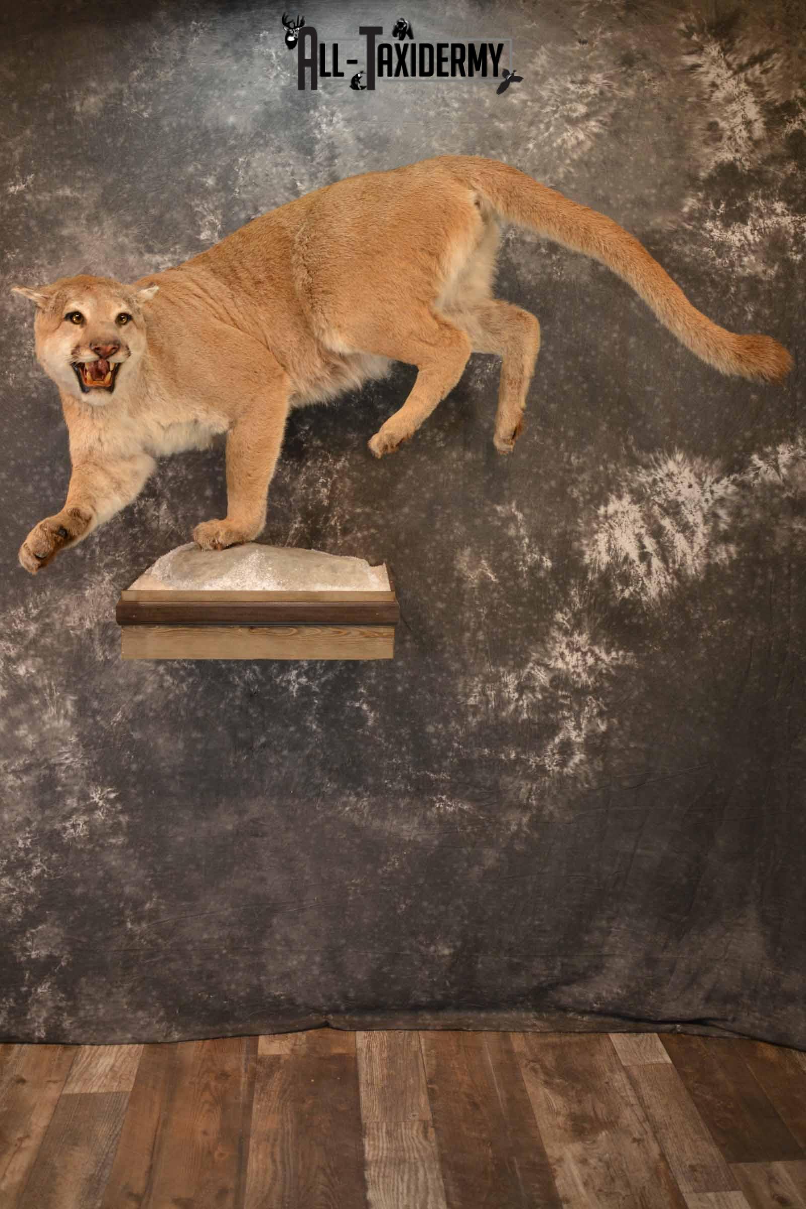 Mountain Lion Taxidermy Mount for Sale SKU 1265