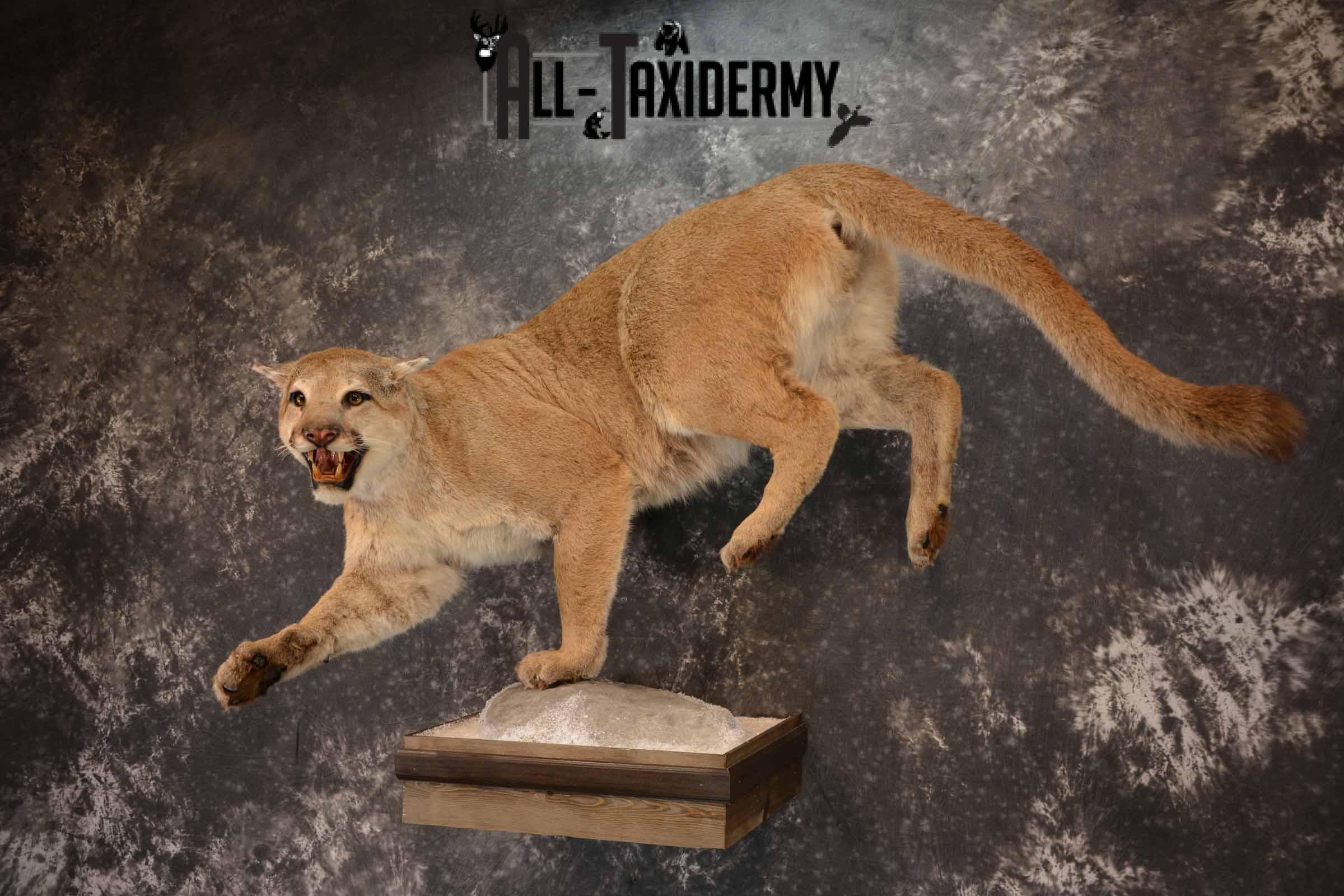 Mountain Lion Taxidermy Mount for Sale SKU 1265 - Image 2