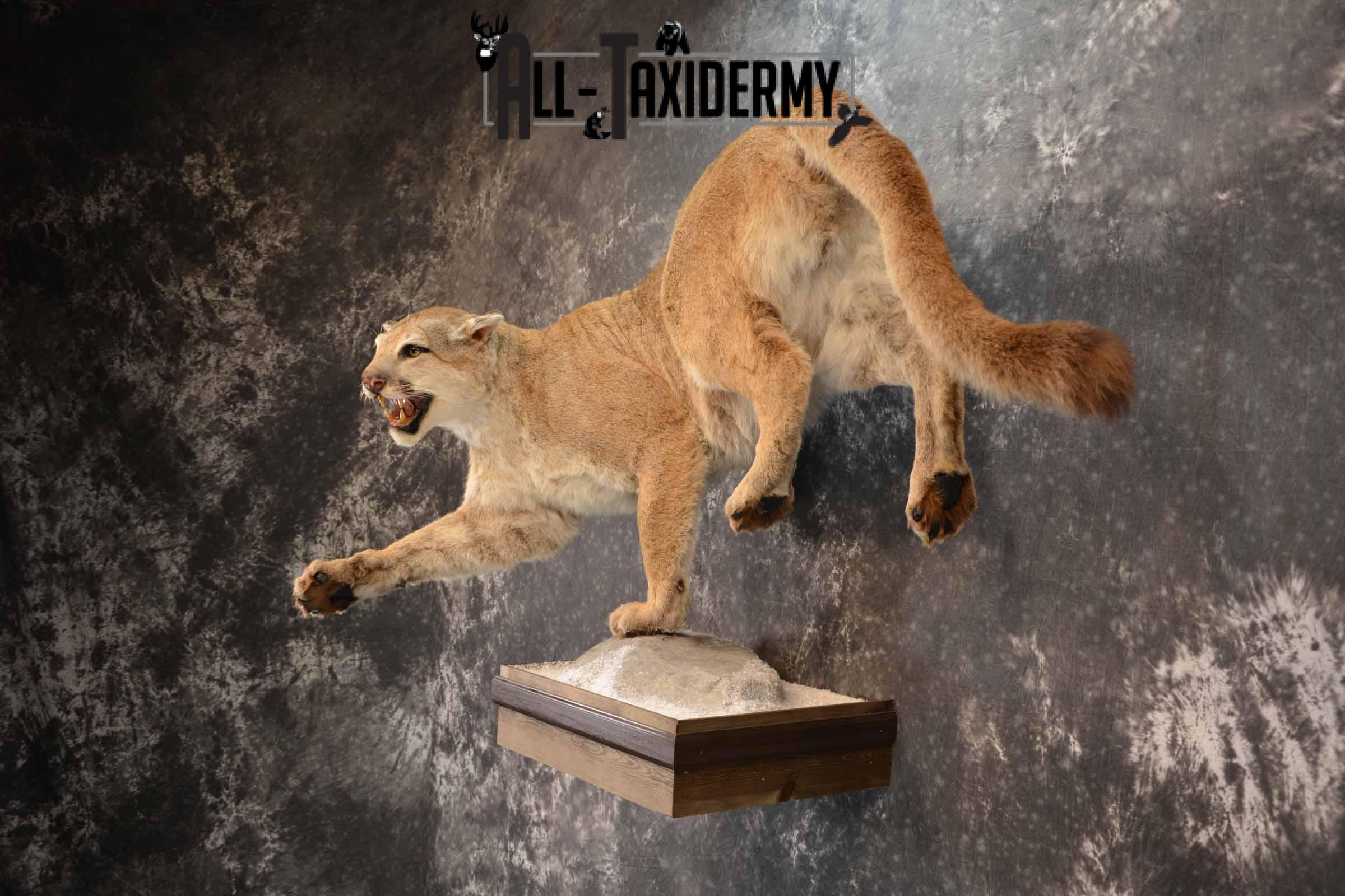 Mountain Lion Taxidermy Mount for Sale SKU 1265 - Image 3