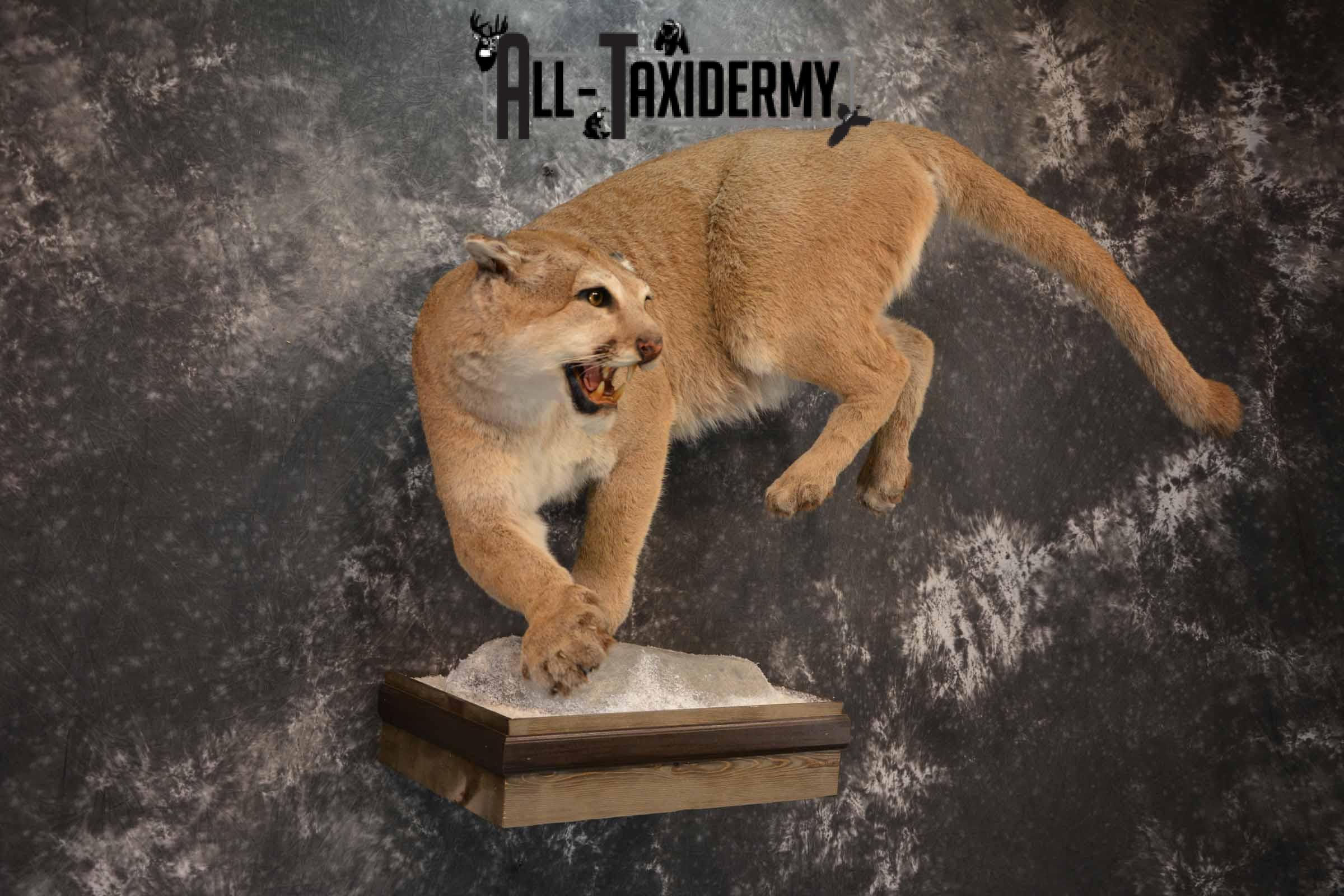 Mountain Lion Taxidermy Mount for Sale SKU 1265 - Image 4