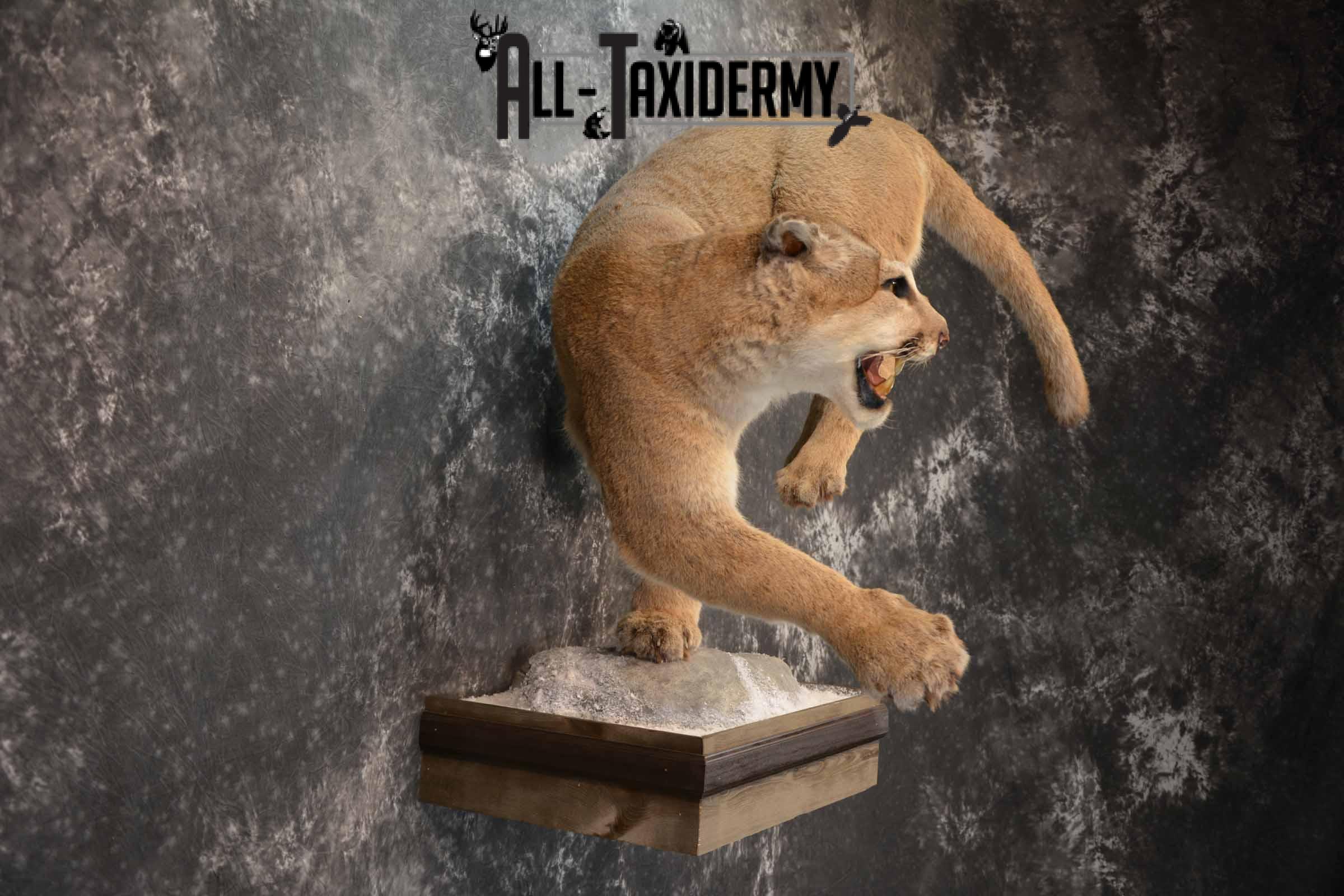 Mountain Lion Taxidermy Mount for Sale SKU 1265 - Image 5