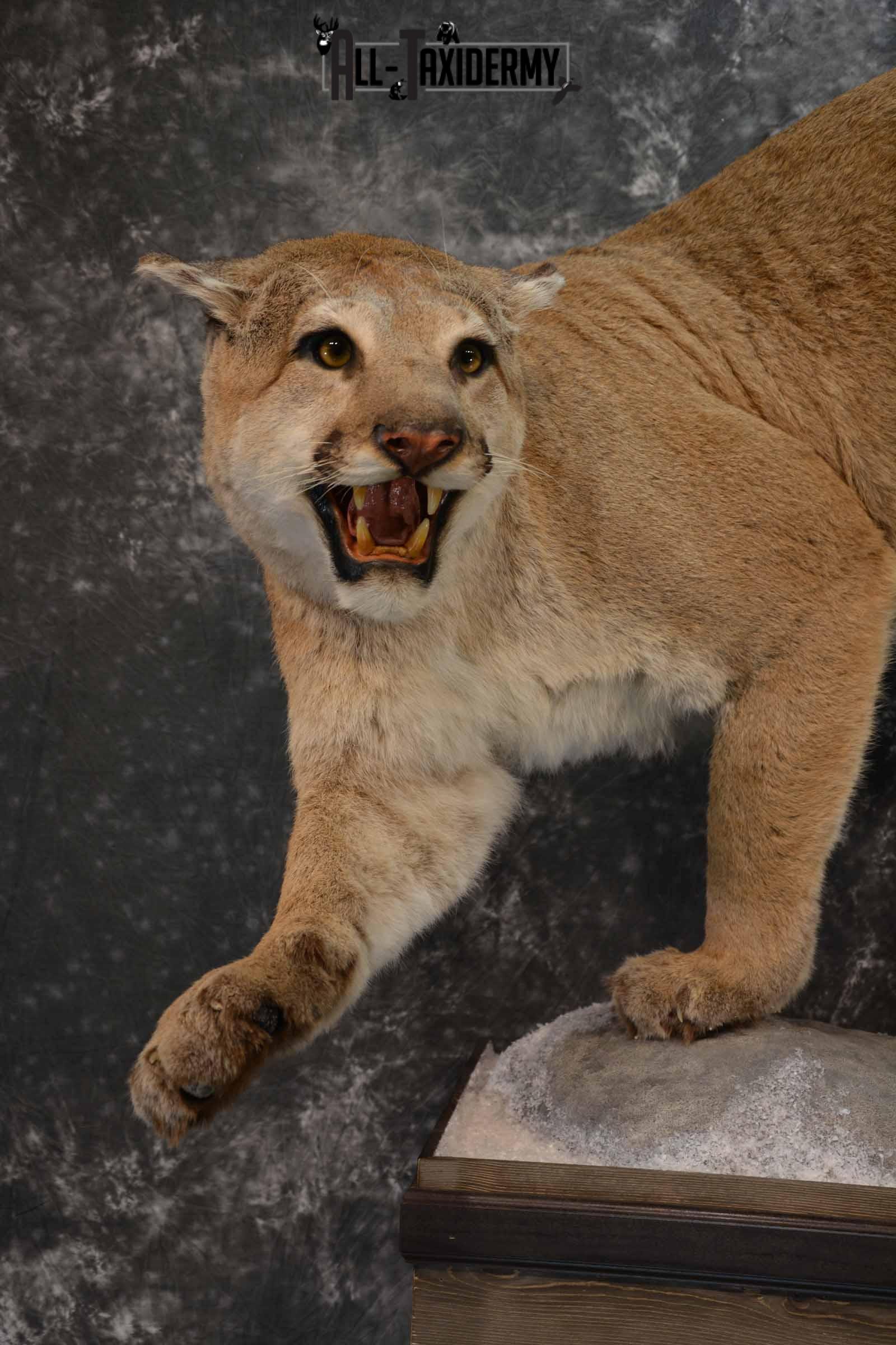 Mountain Lion Taxidermy Mount for Sale SKU 1265 - Image 6