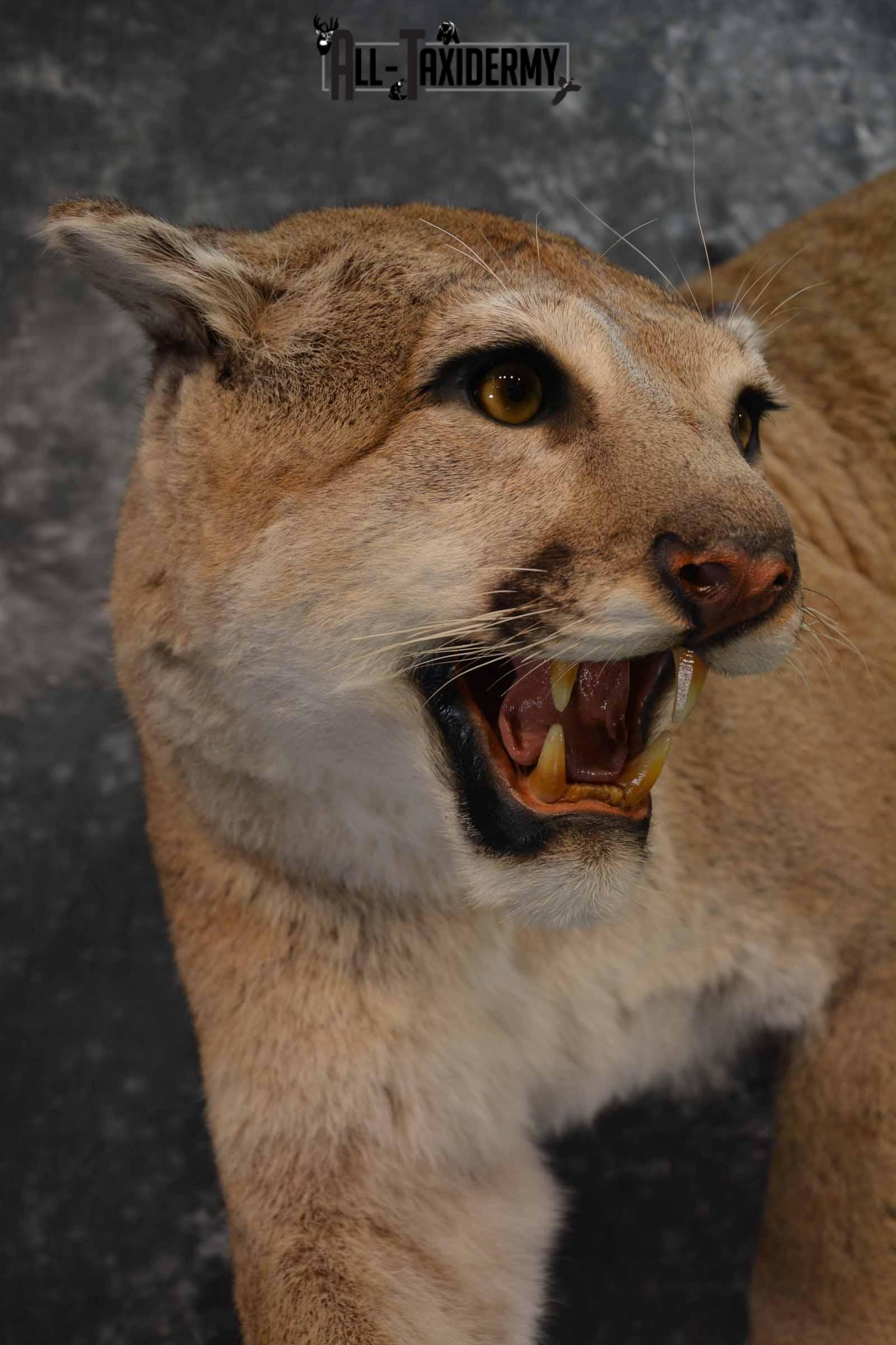 Mountain Lion Taxidermy Mount for Sale SKU 1265 - Image 7