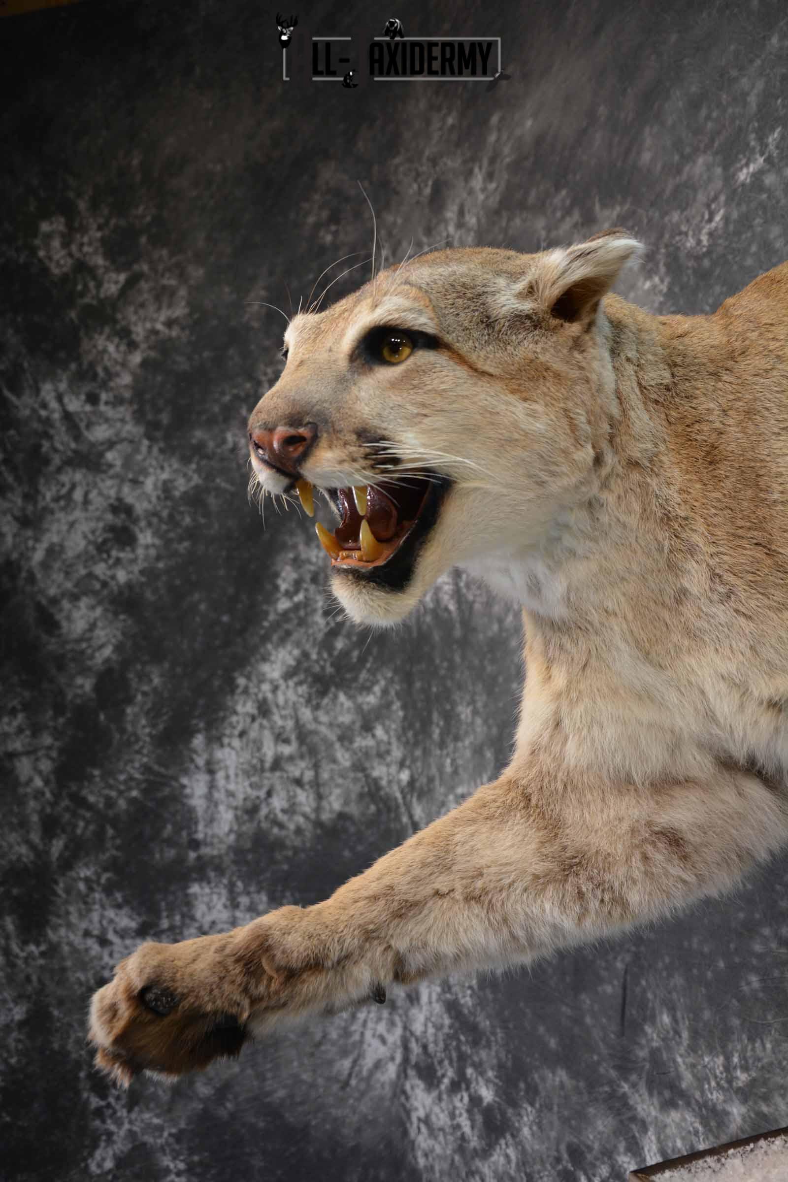 Mountain Lion Taxidermy Mount for Sale SKU 1265 - Image 8