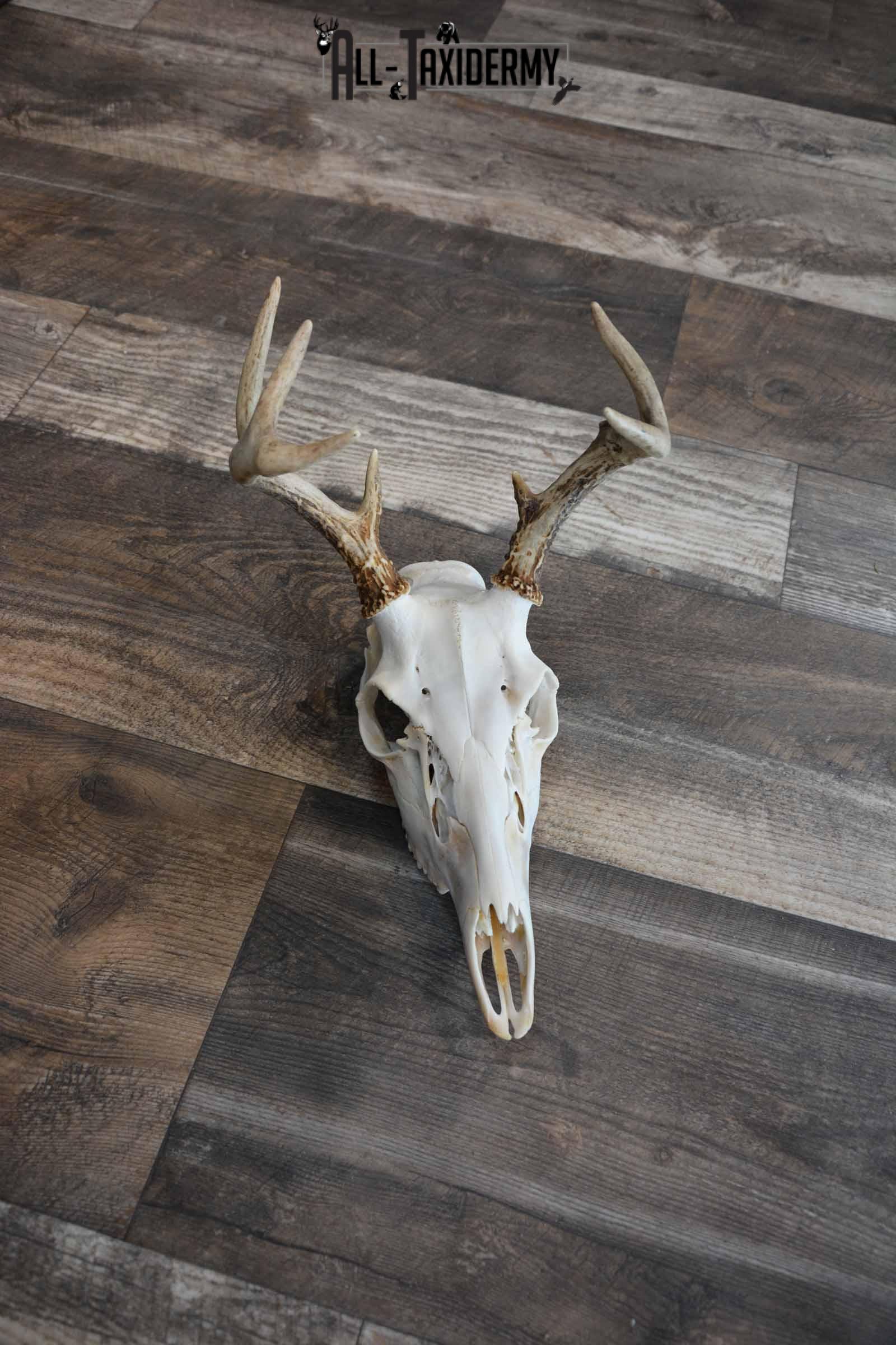 Whitetail Deer European Skull for Sale SKU 1313