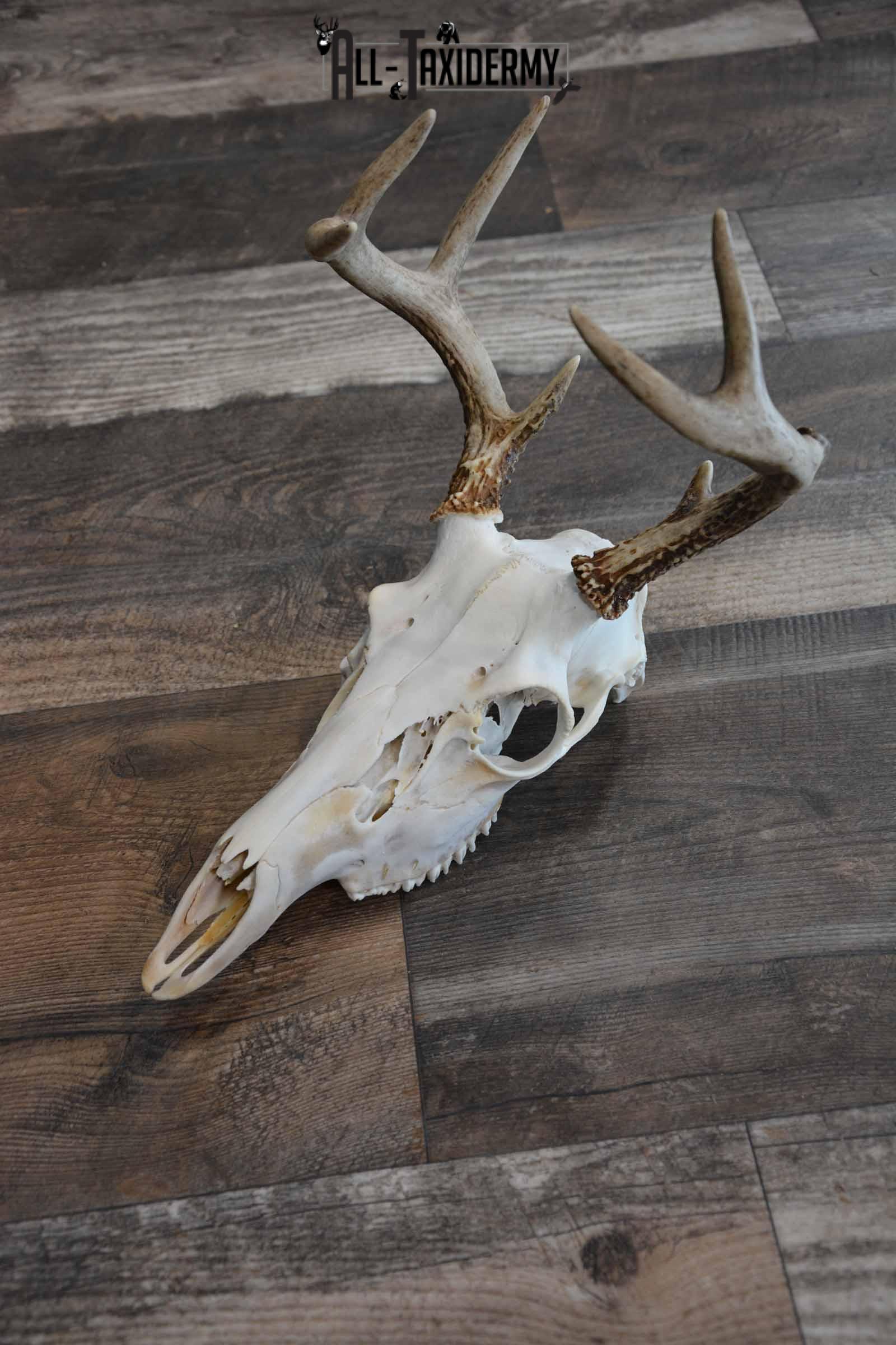 Whitetail Deer European Skull for Sale SKU 1313 - Image 3