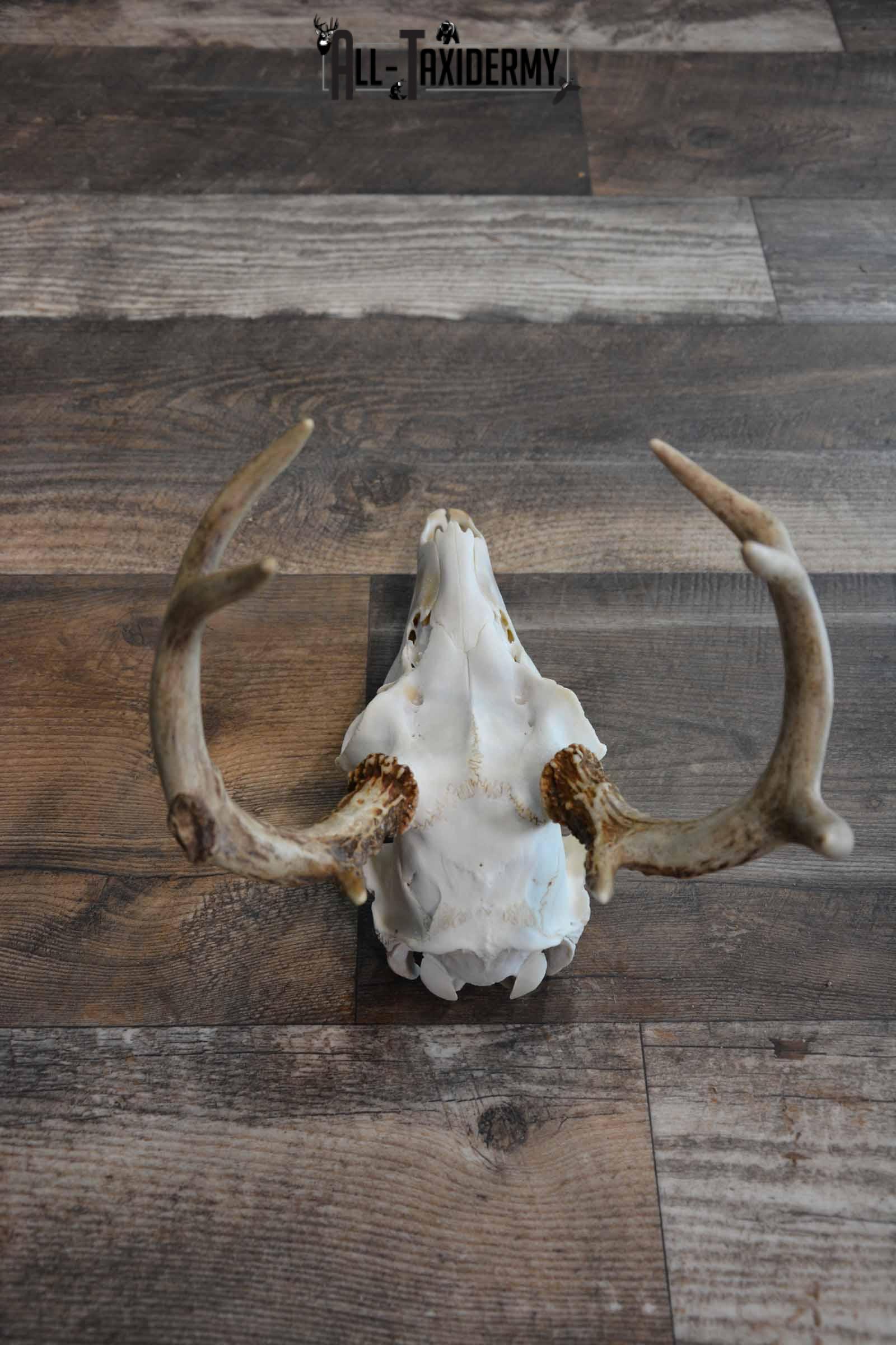 Whitetail Deer European Skull for Sale SKU 1313 - Image 4