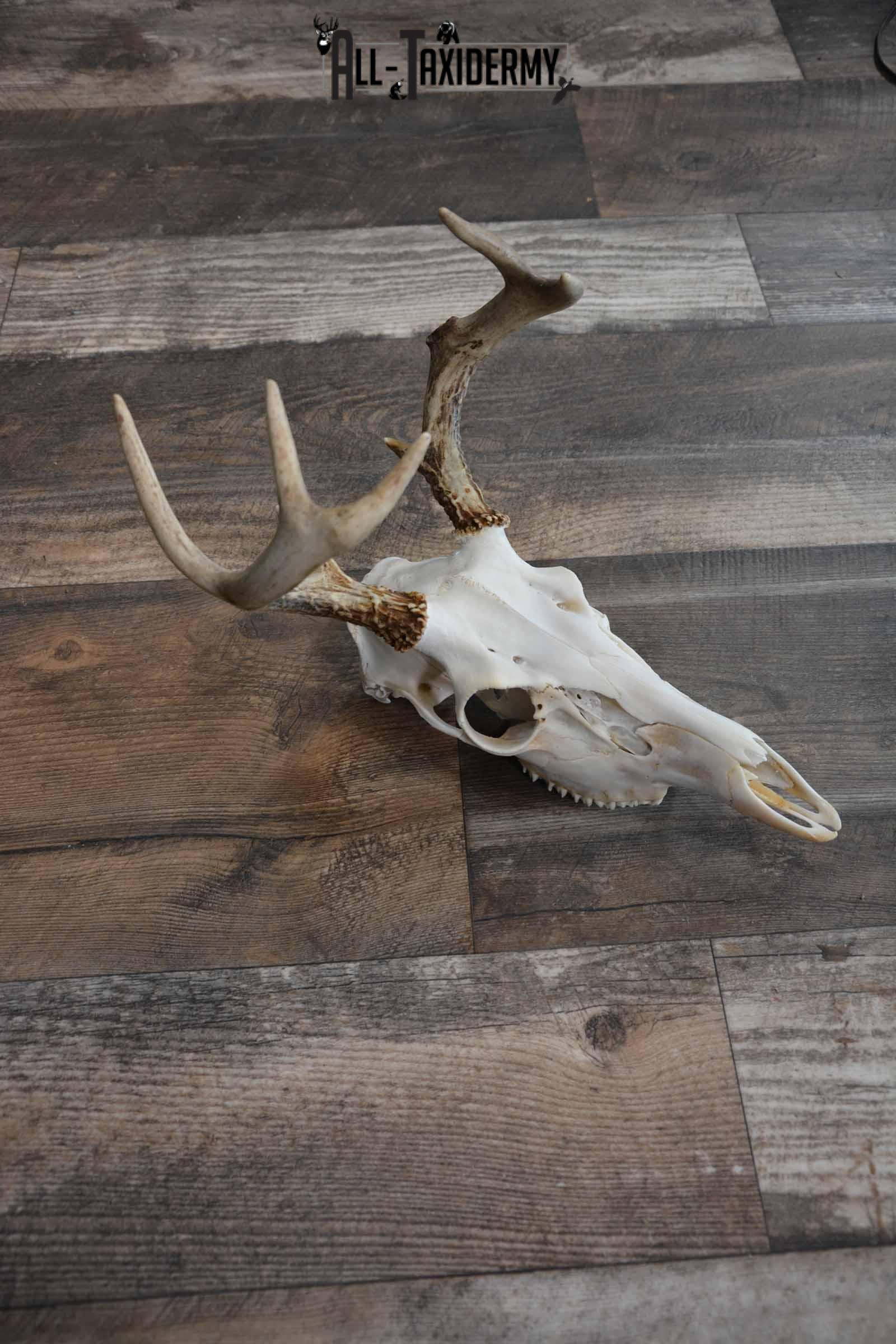 Whitetail Deer European Skull for Sale SKU 1313 - Image 5