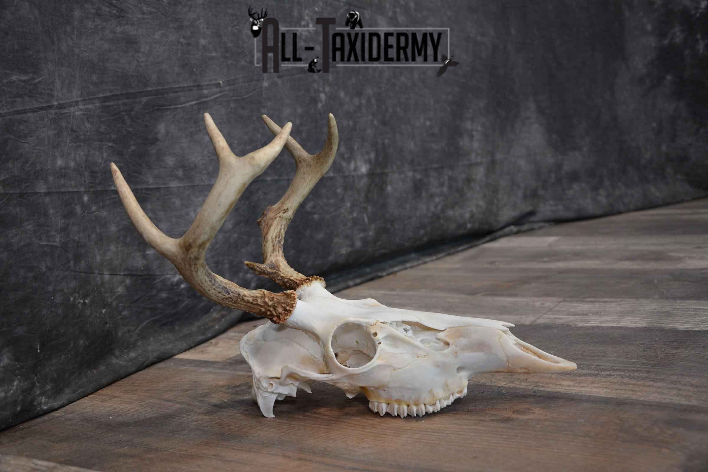Whitetail Deer European Skull for Sale SKU 1313 - Image 6