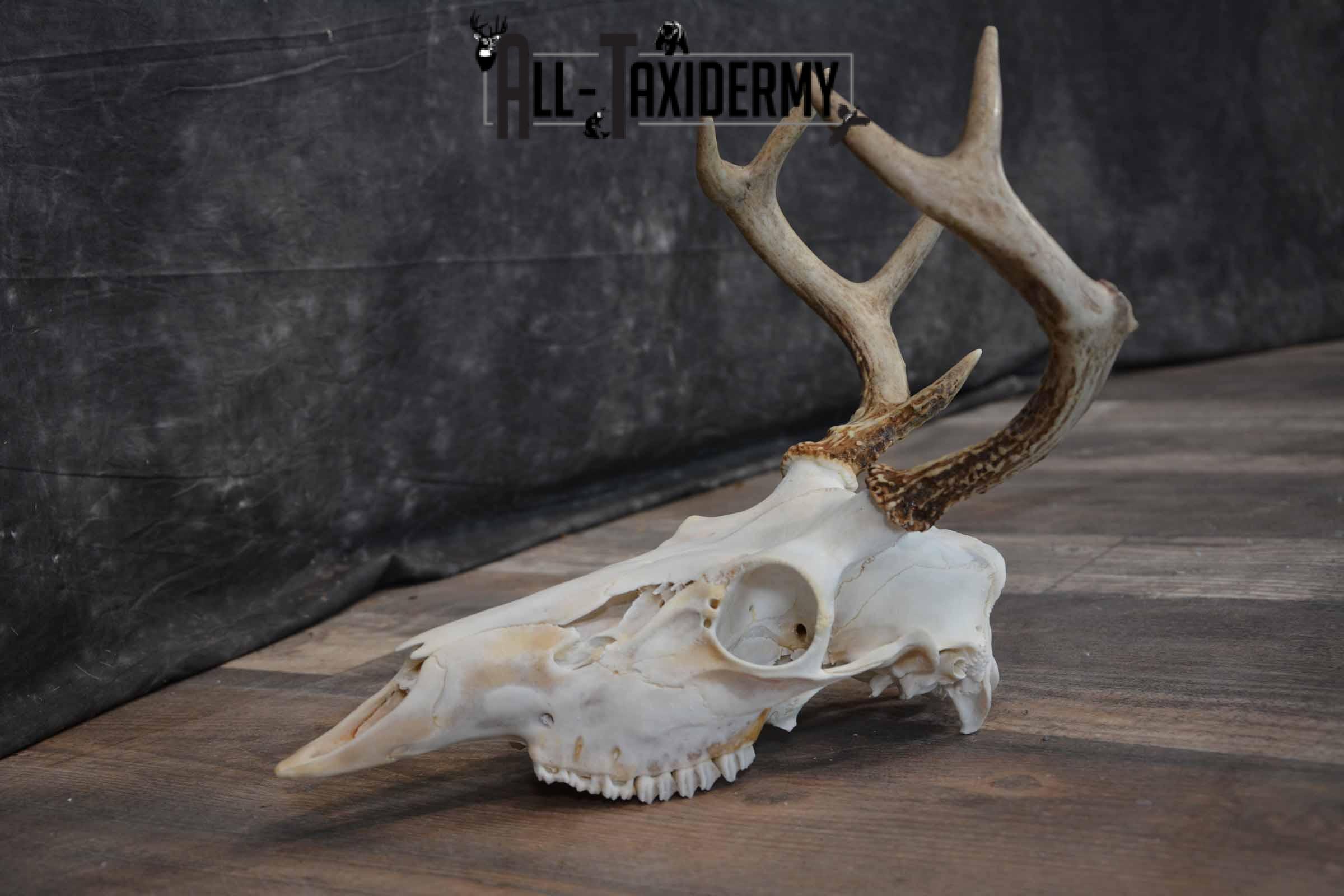 Whitetail Deer European Skull for Sale SKU 1313 - Image 7