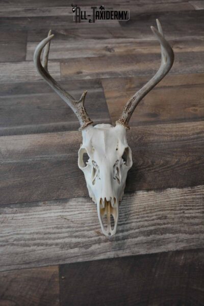Whitetail Deer European skull 6 Pointer SKU 1312