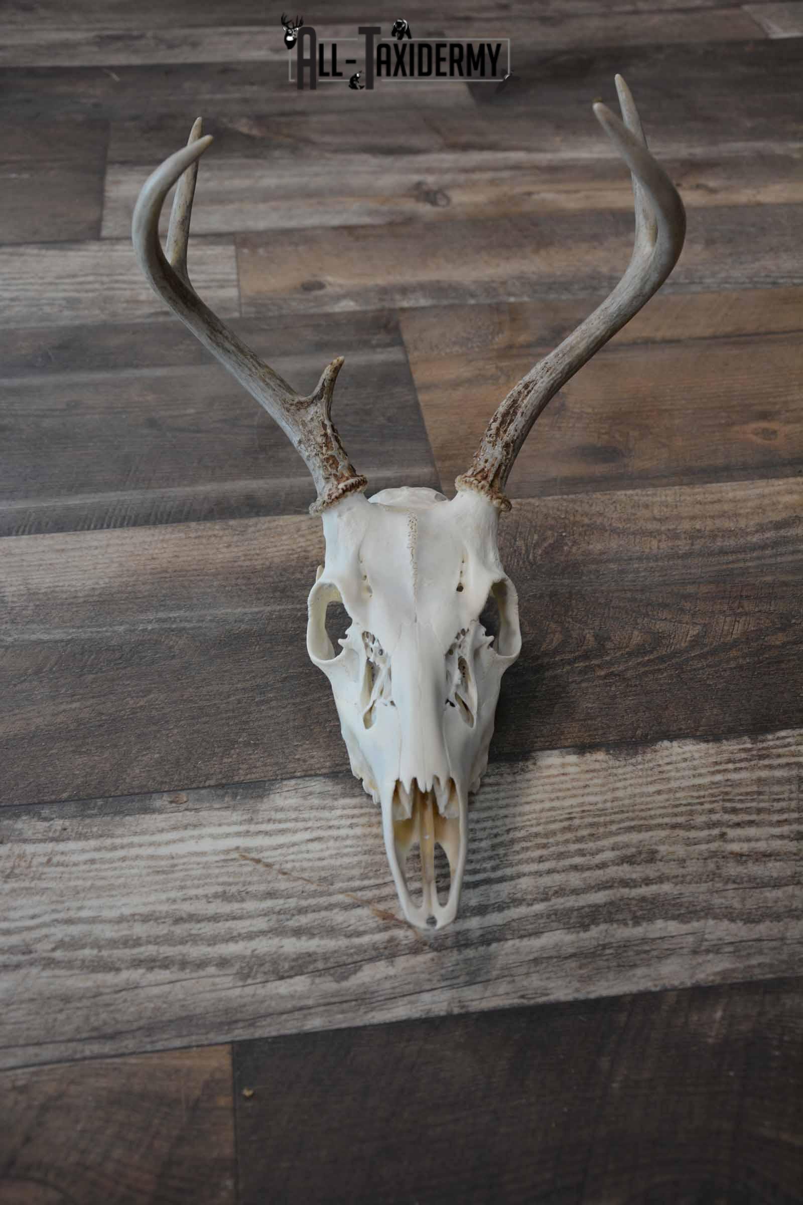Whitetail Deer European skull 6 Pointer SKU 1312