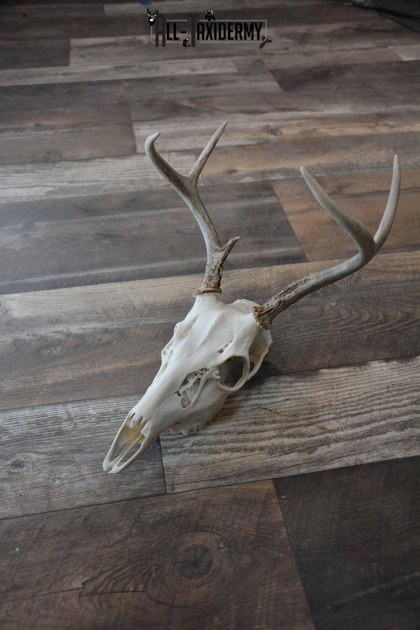 Whitetail Deer European skull 6 Pointer SKU 1312 - Image 2