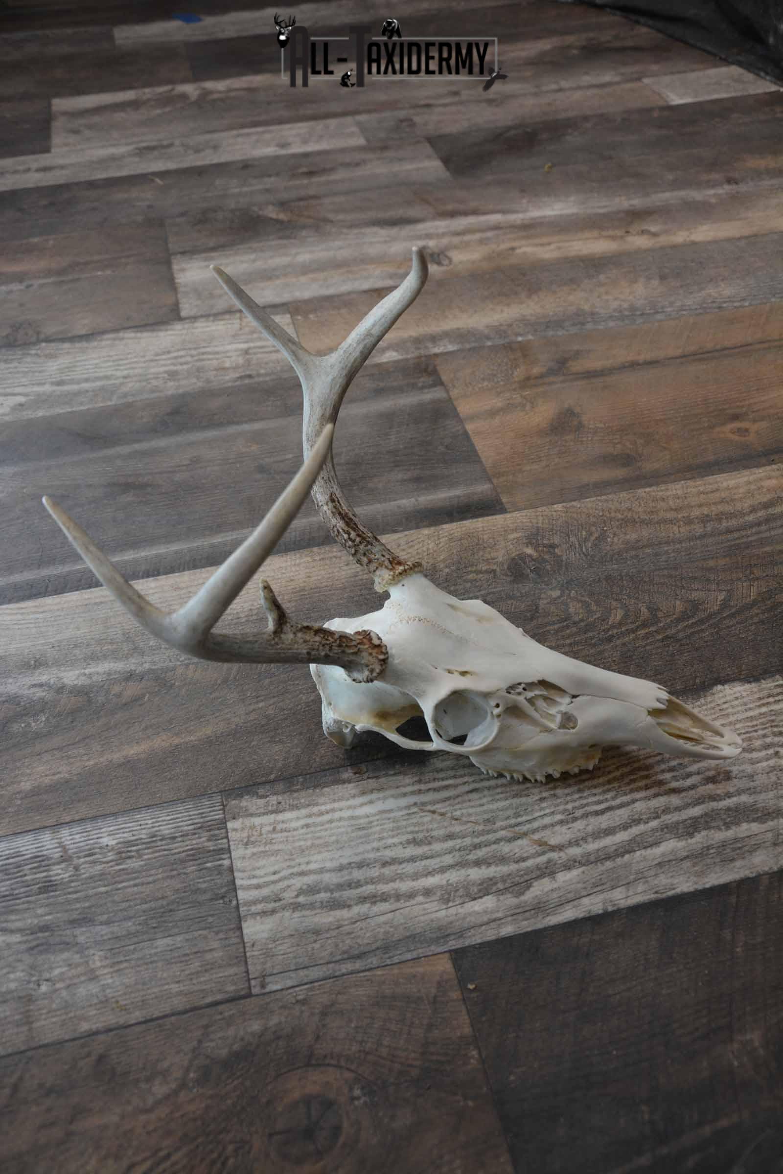Whitetail Deer European skull 6 Pointer SKU 1312 - Image 3