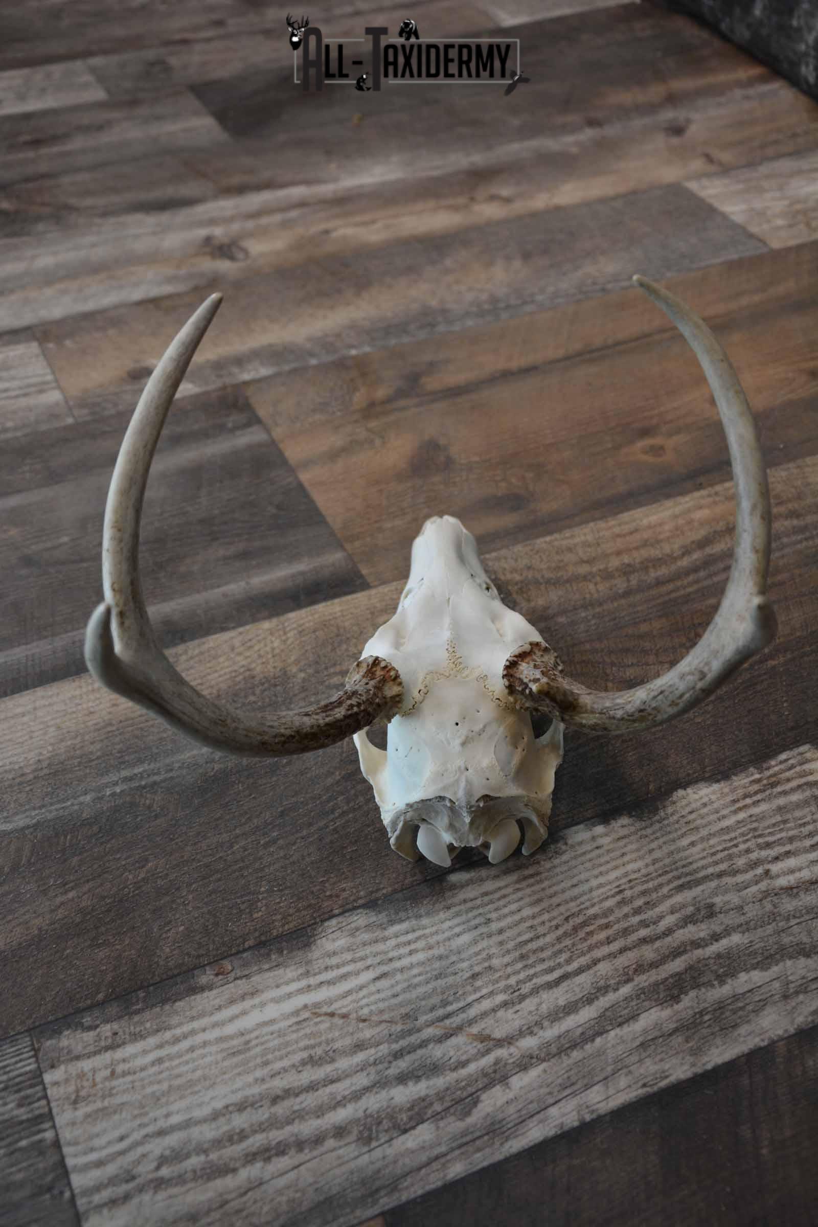 Whitetail Deer European skull 6 Pointer SKU 1312 - Image 4