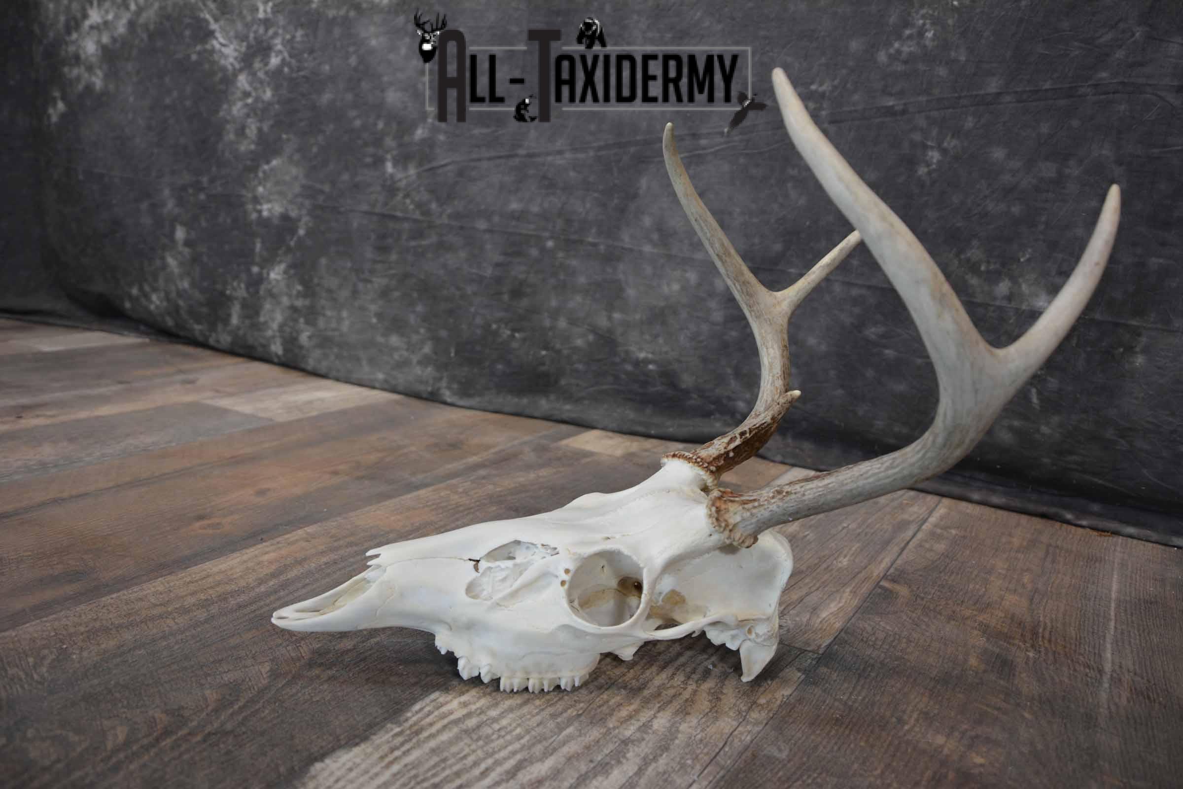 Whitetail Deer European skull 6 Pointer SKU 1312 - Image 5