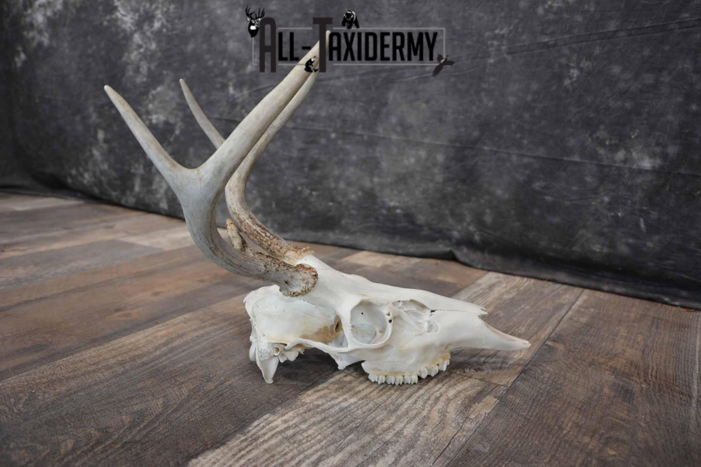 Whitetail Deer European skull 6 Pointer SKU 1312 - Image 6