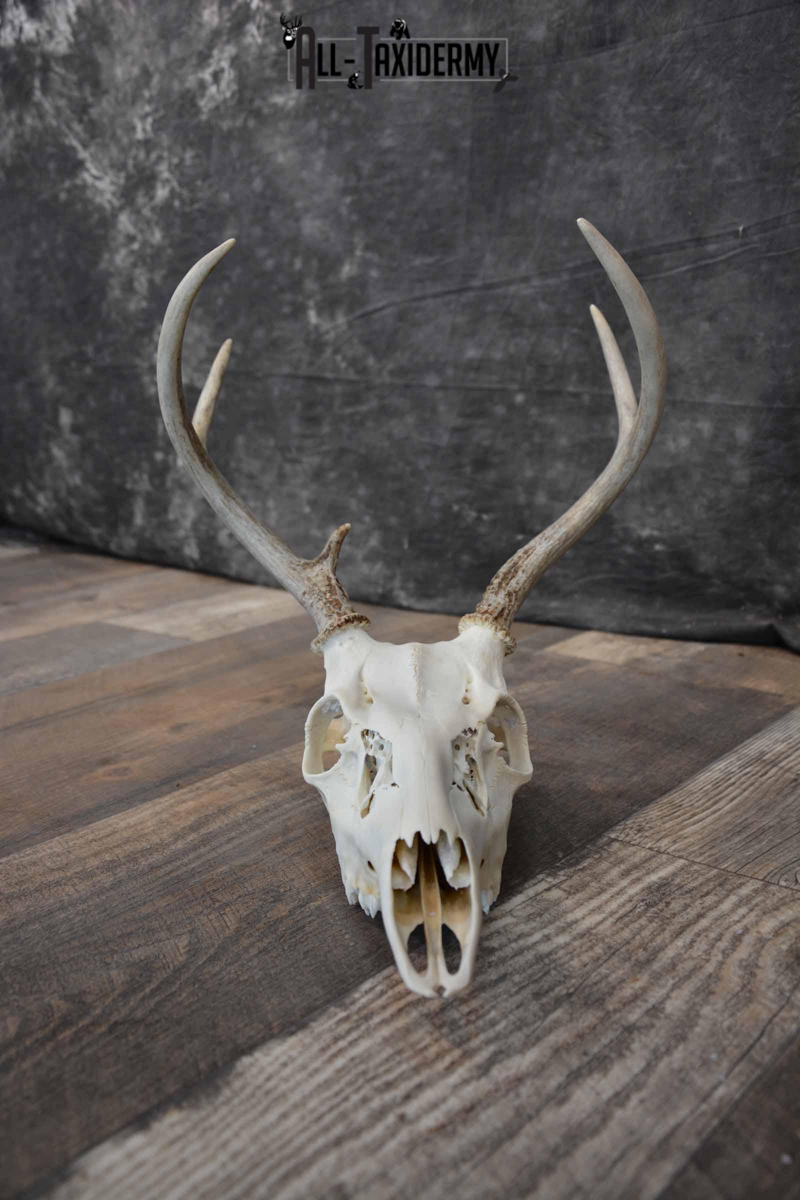 Whitetail Deer European skull 6 Pointer SKU 1312 - Image 7