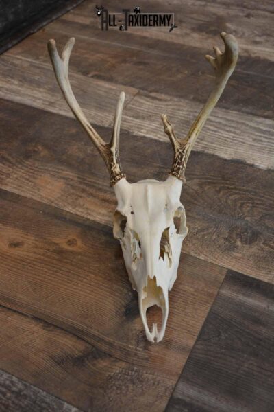 Whitetail European Skull 8 Pointer for Sale SKU 1311