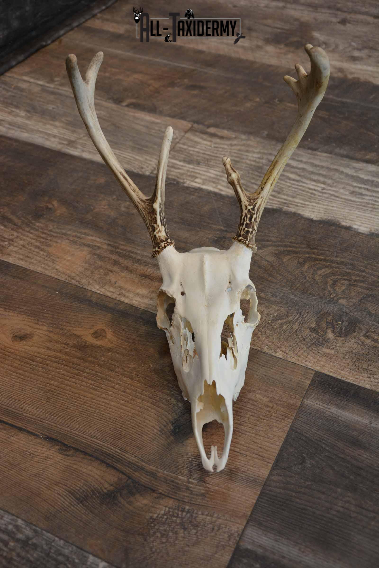 Whitetail European Skull 8 Pointer for Sale SKU 1311