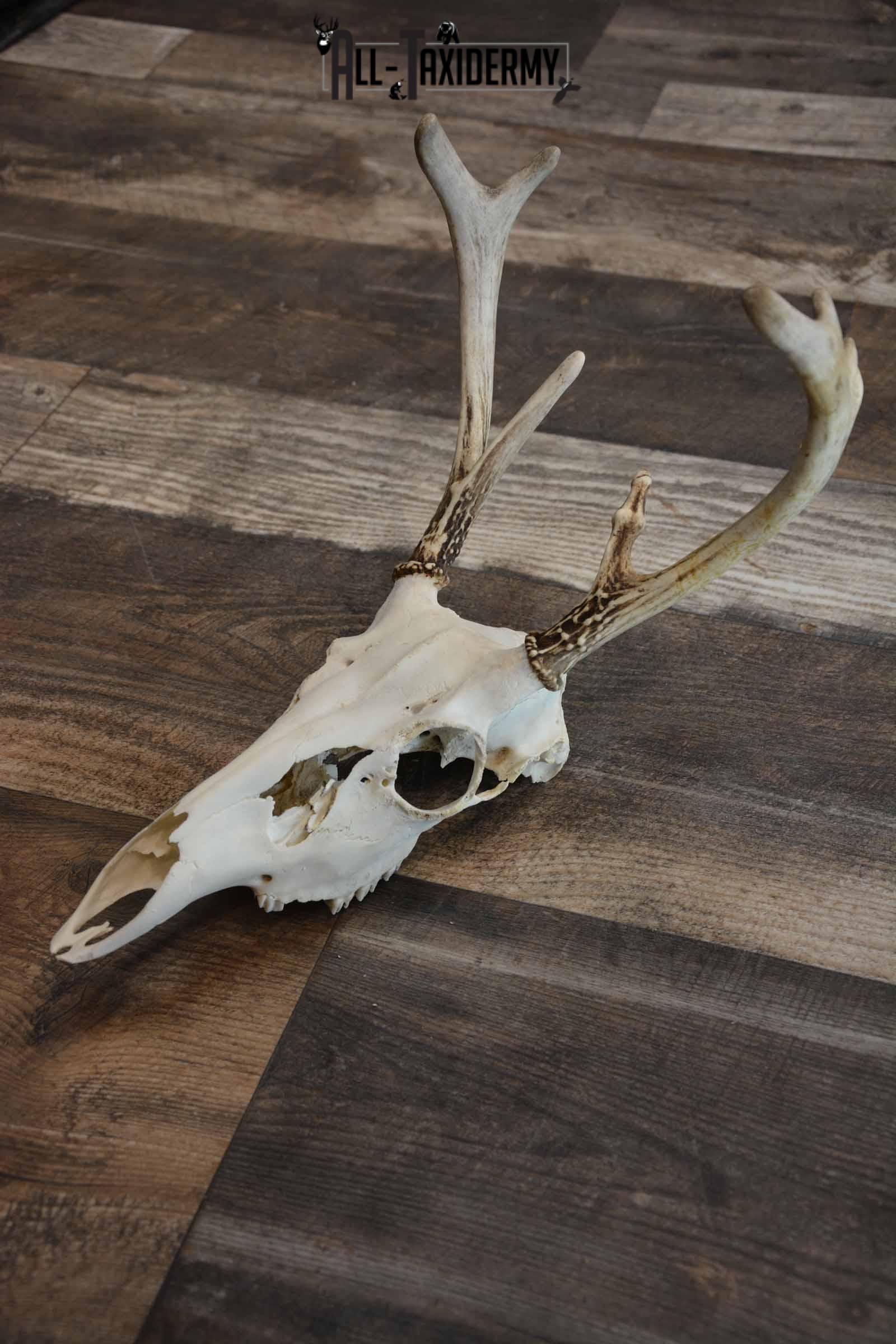 Whitetail European Skull 8 Pointer for Sale SKU 1311 - Image 2