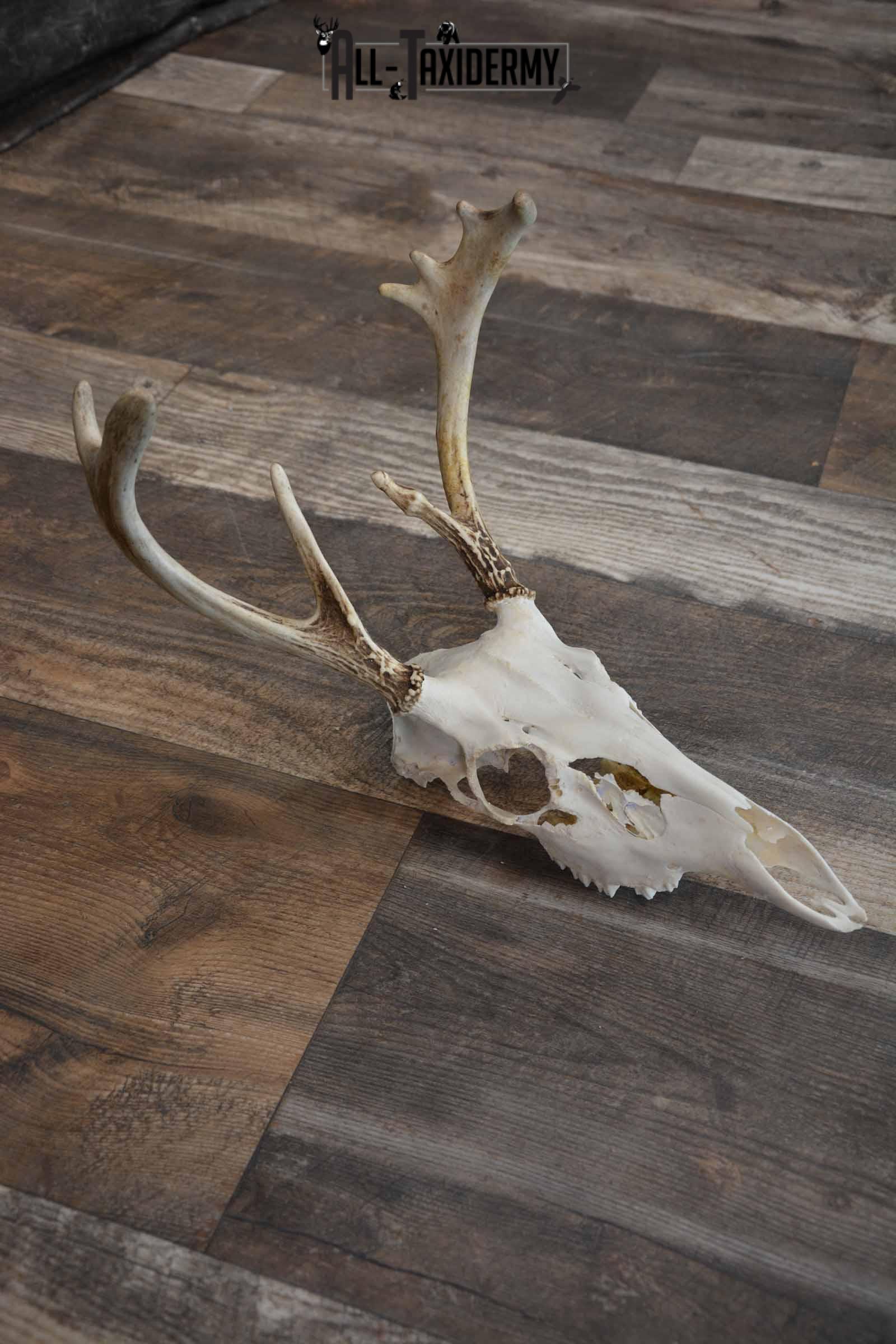Whitetail European Skull 8 Pointer for Sale SKU 1311 - Image 4