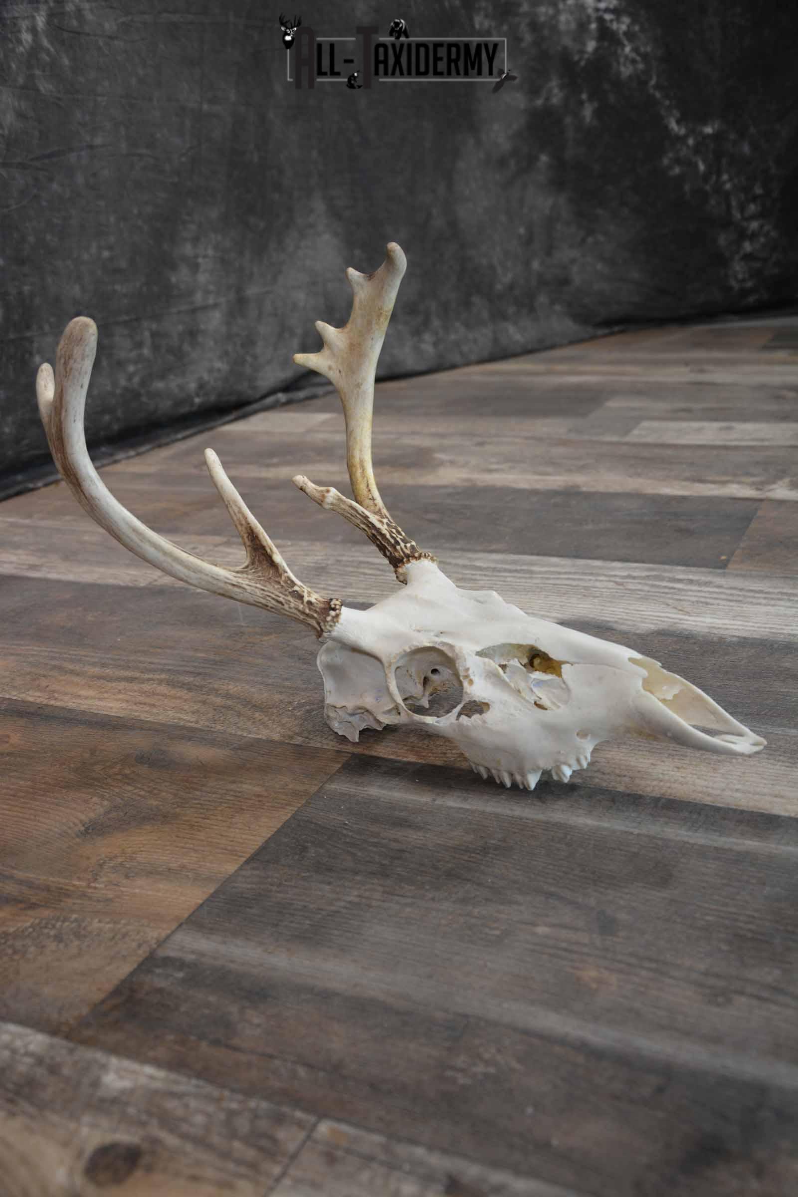 Whitetail European Skull 8 Pointer for Sale SKU 1311 - Image 5