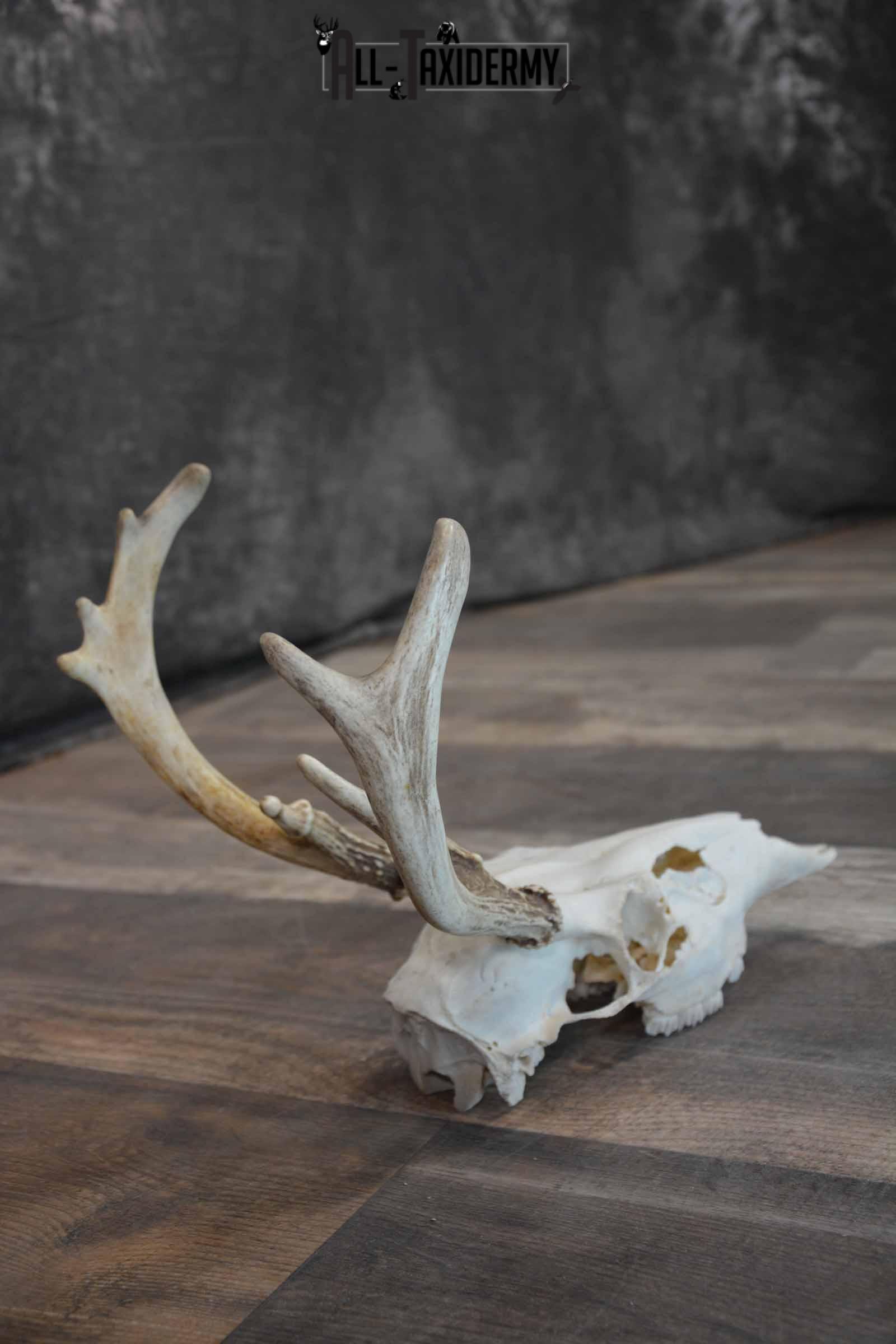 Whitetail European Skull 8 Pointer for Sale SKU 1311 - Image 6