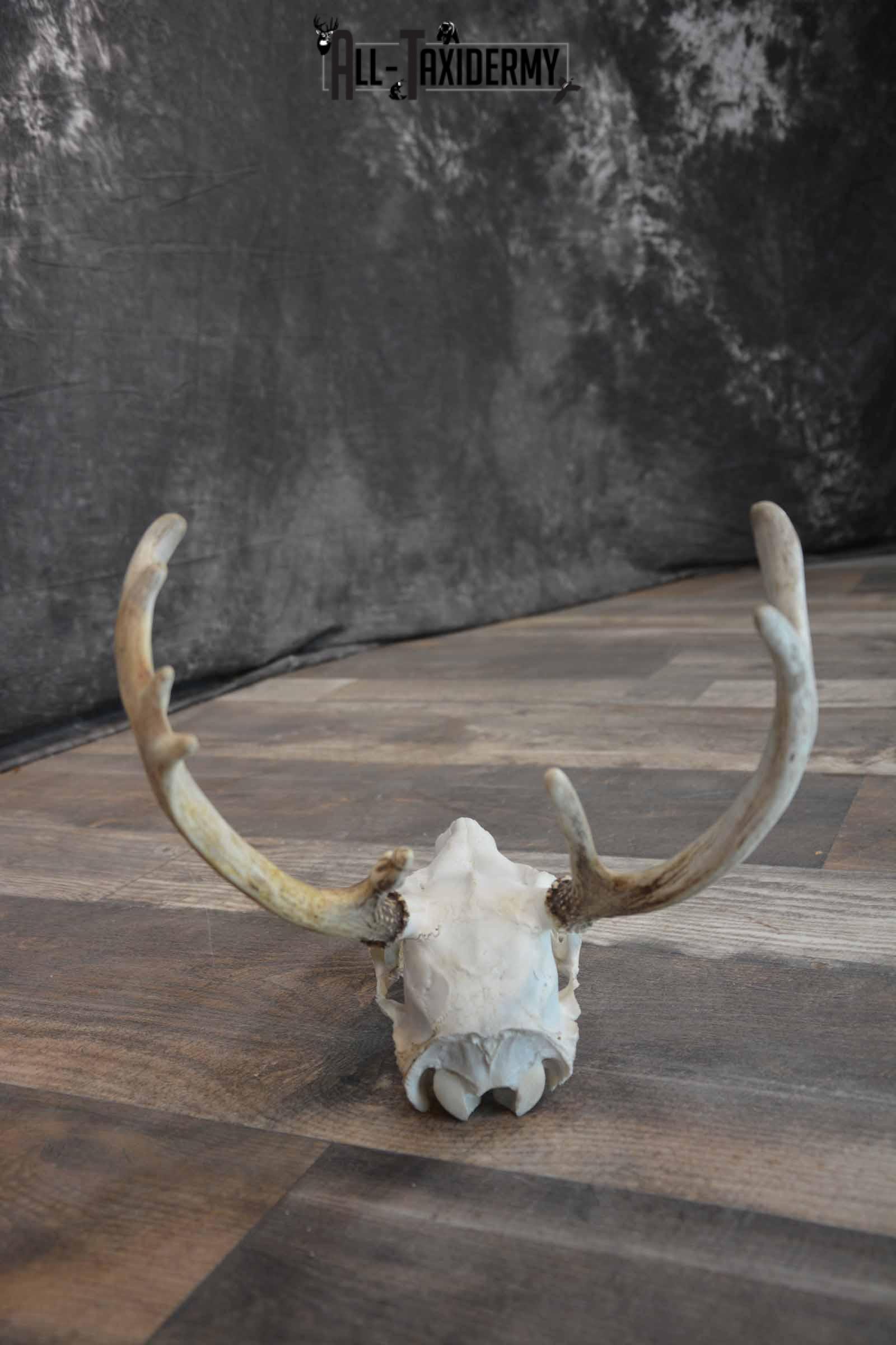 Whitetail European Skull 8 Pointer for Sale SKU 1311 - Image 7