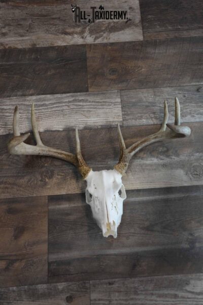 8 Point Whitetail Deer Skull for Sale SKU 1277
