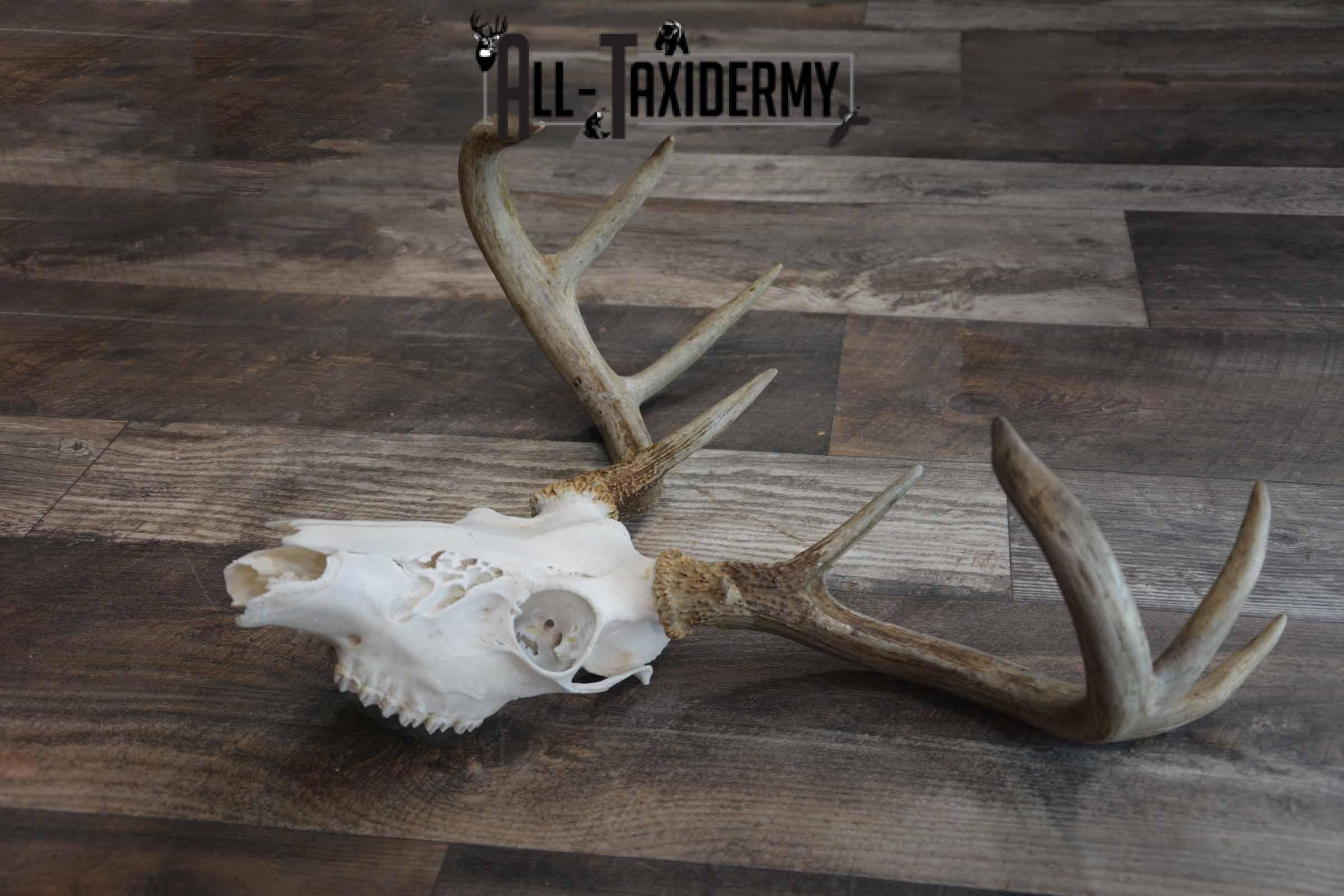 8 Point Whitetail Deer Skull for Sale SKU 1277 - Image 2
