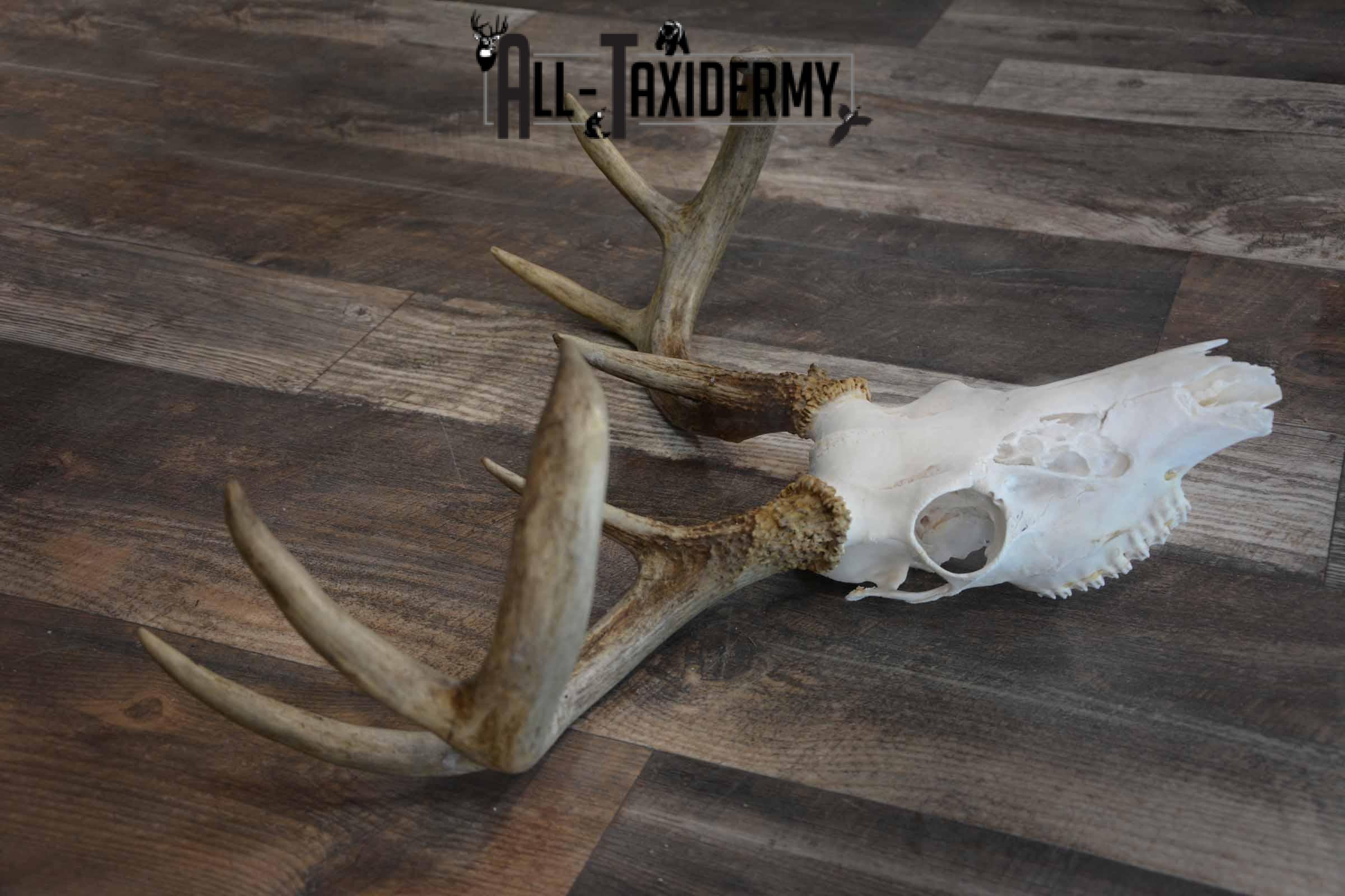 8 Point Whitetail Deer Skull for Sale SKU 1277 - Image 3
