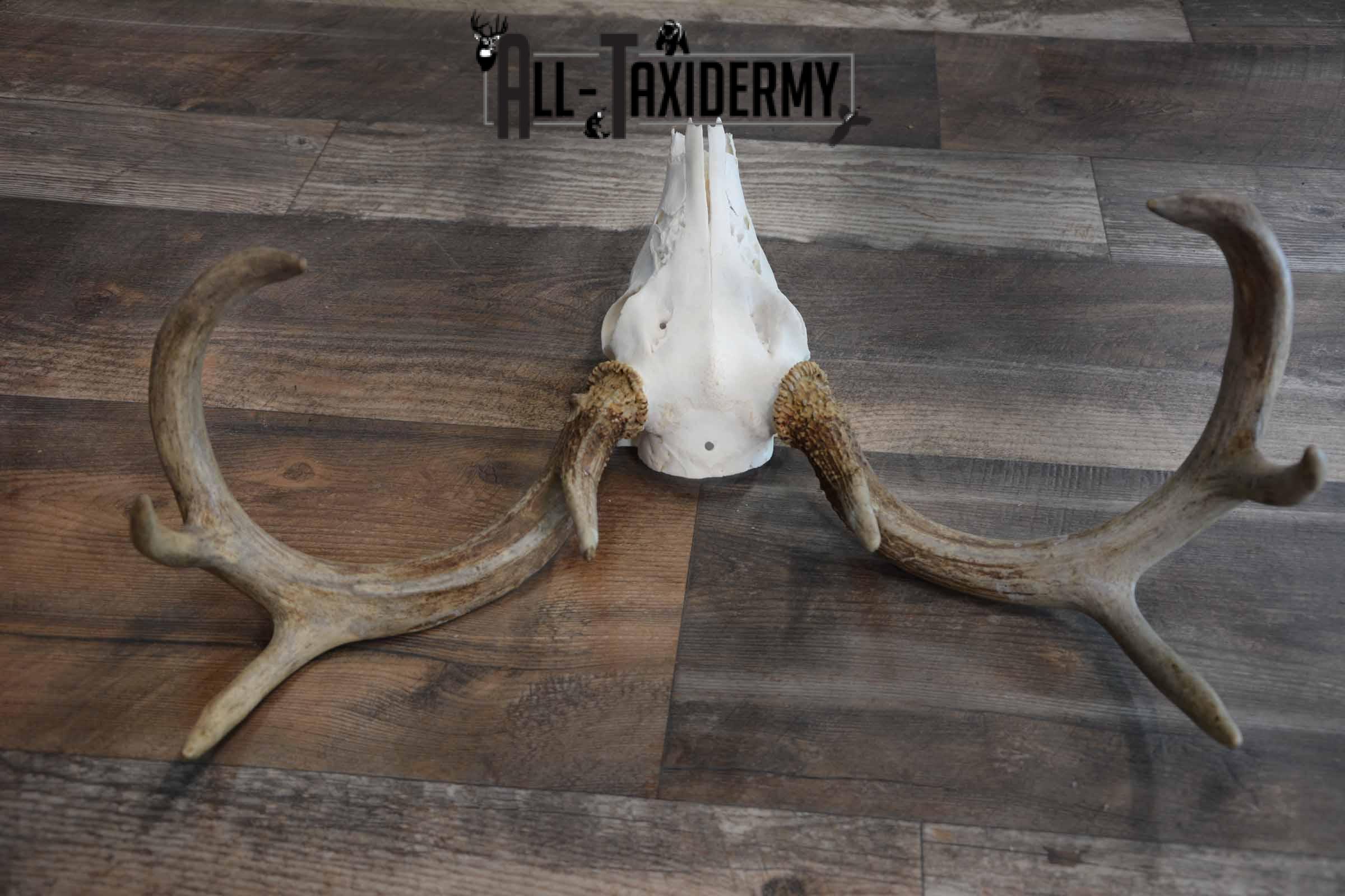 8 Point Whitetail Deer Skull for Sale SKU 1277 - Image 4