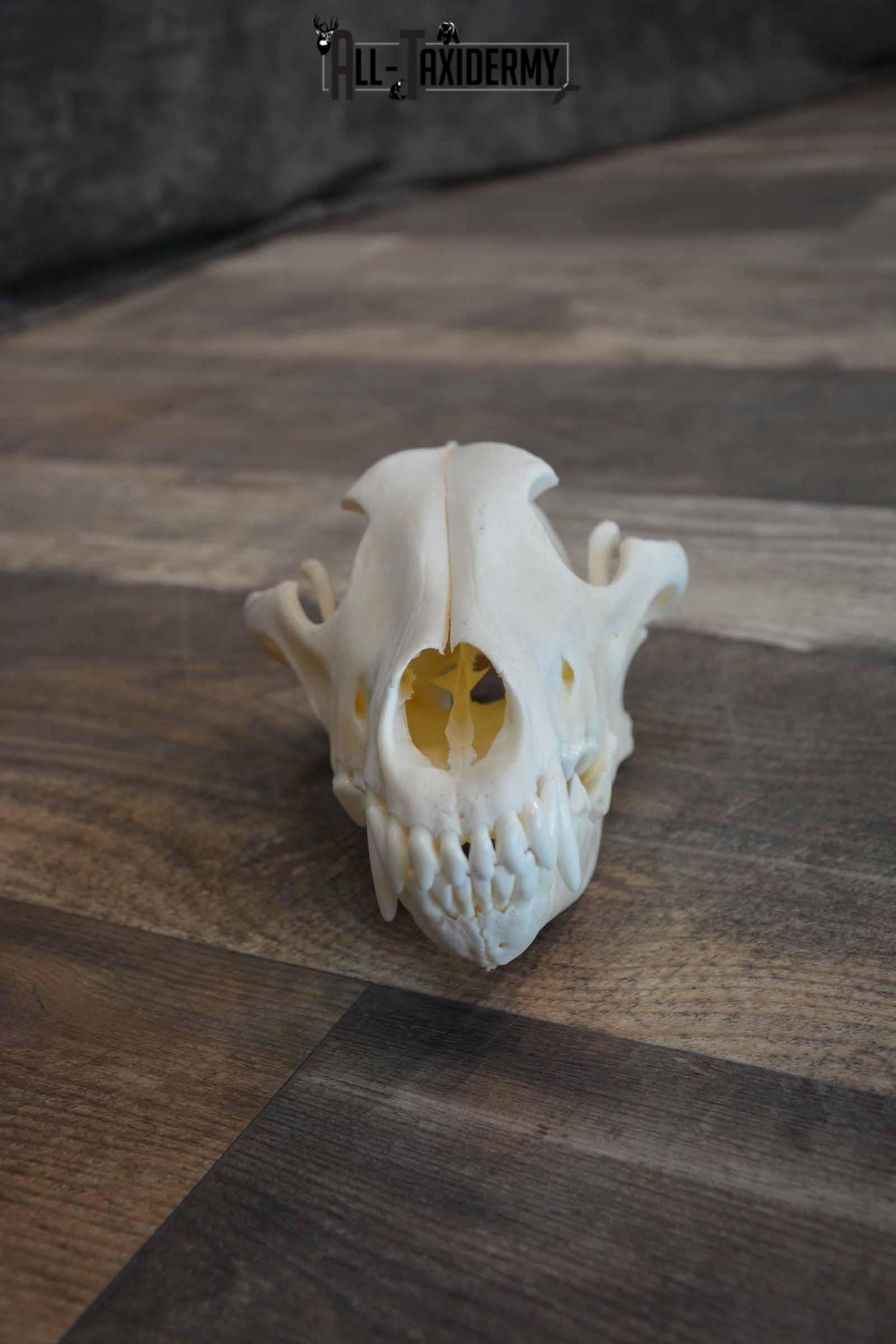 Canadian Wolf Skull for Sale SKU 1289 - Image 2